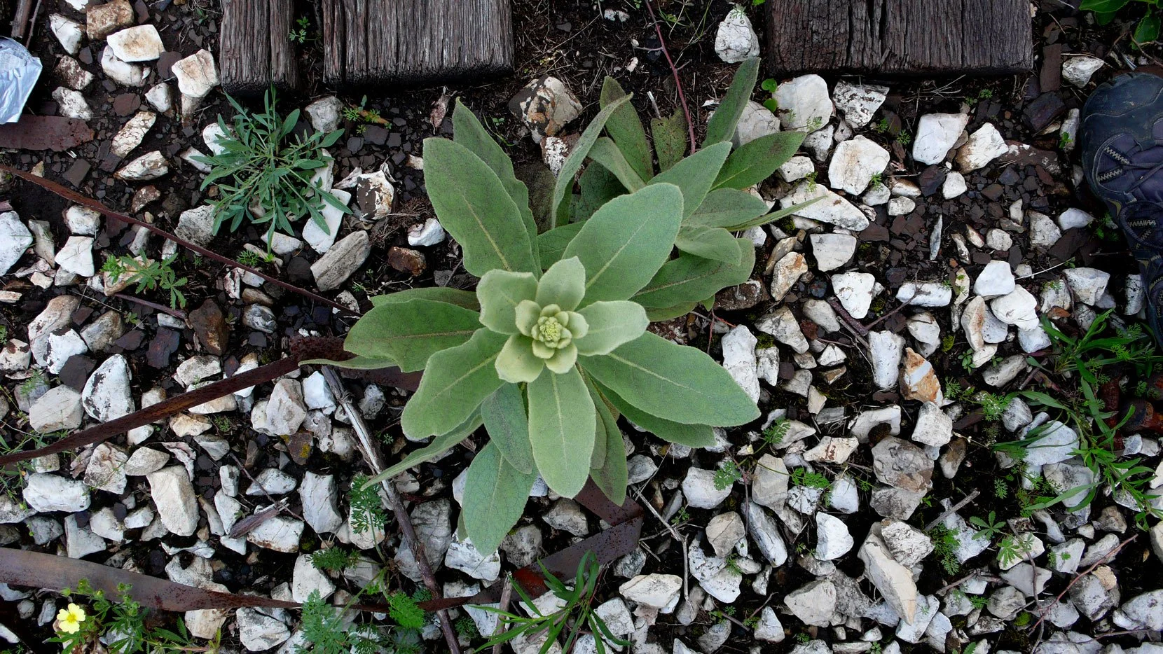 HiLine0613_02web4.jpg