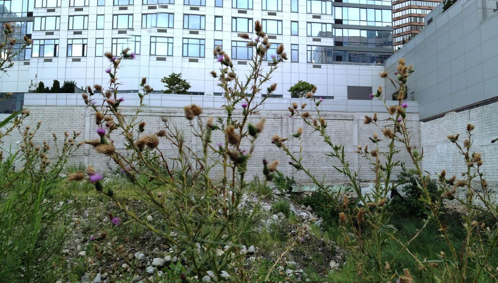 w43rd_thistles.jpg