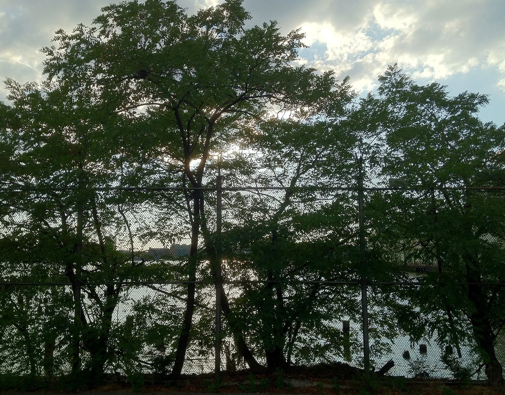 westside_backlit_trees.jpg
