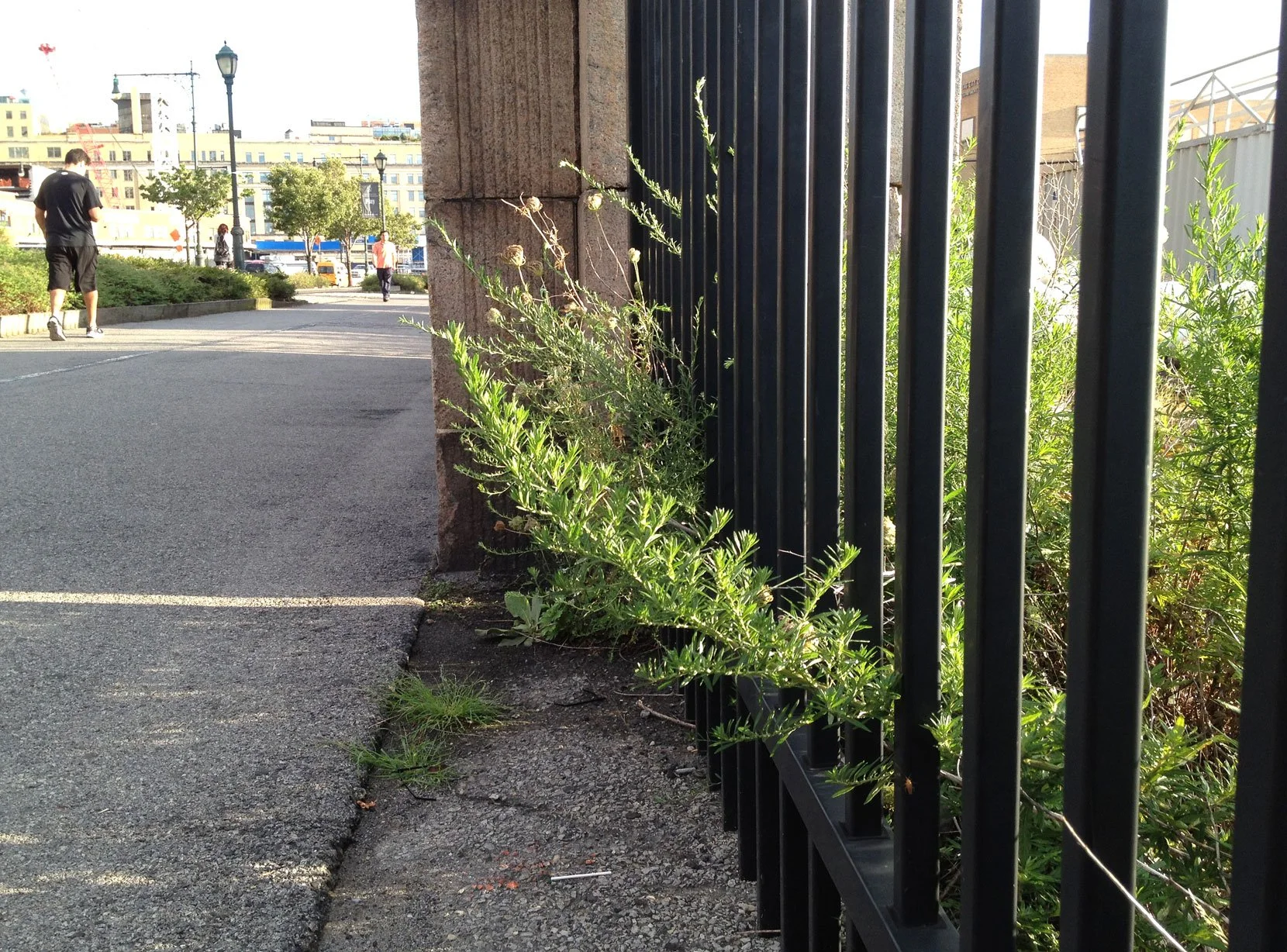 westside_thrufence.jpg