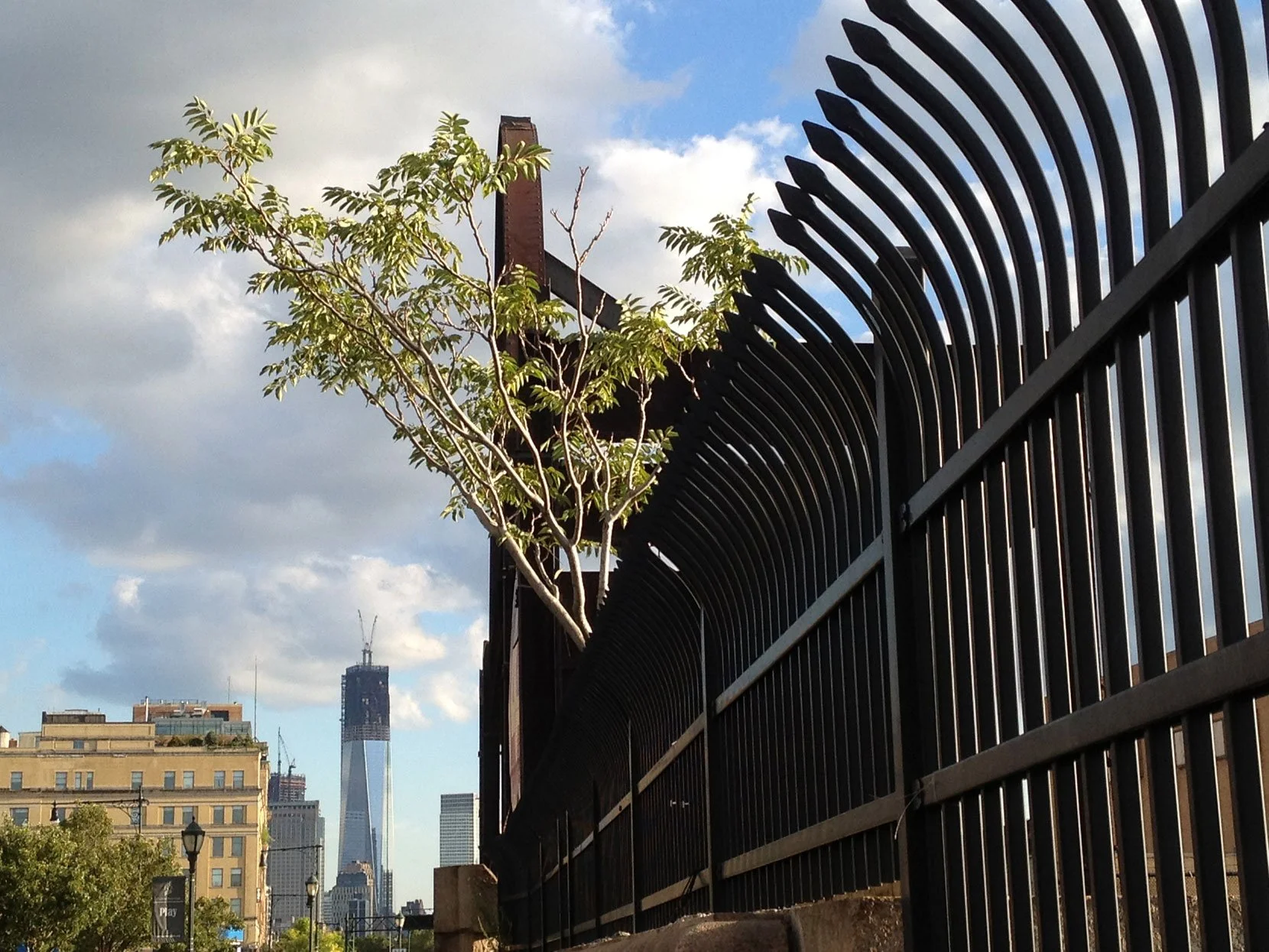 westside_tree.jpg