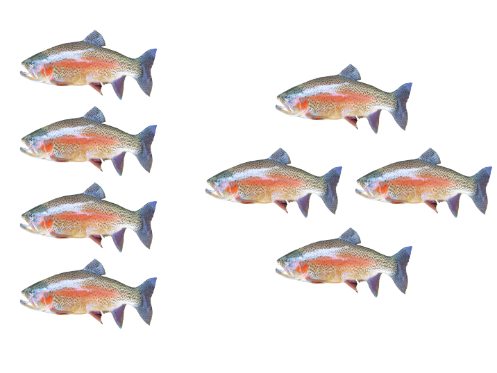 fish.jpg