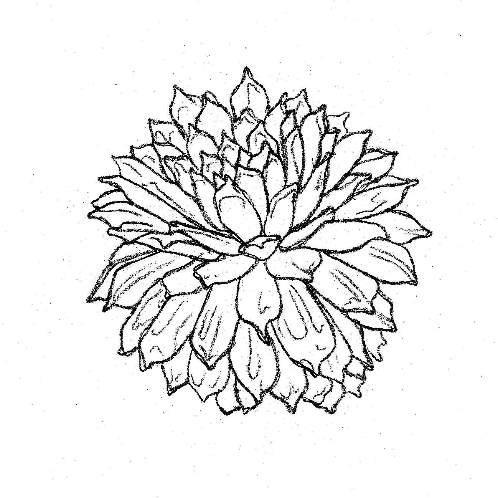 daliadrawing.jpg