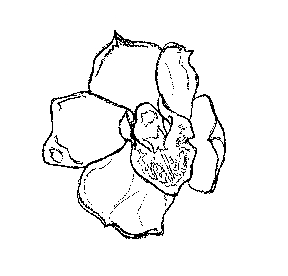 orchid2drawing.jpg