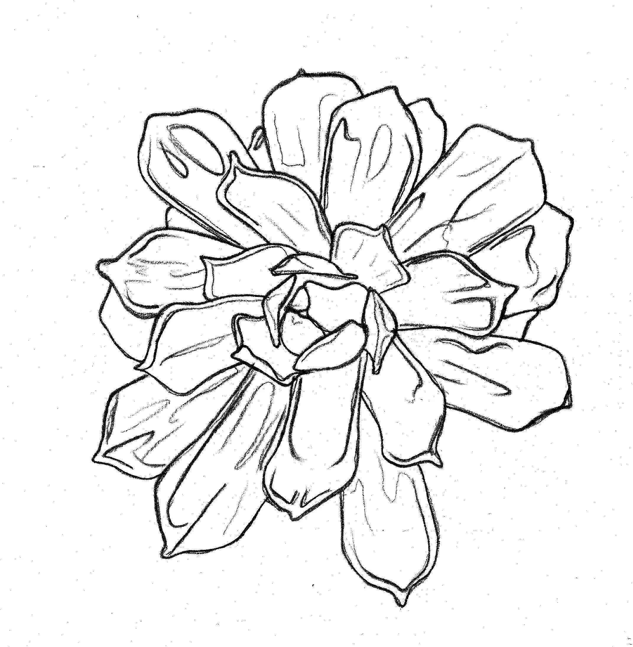 succulent2drawing.jpg