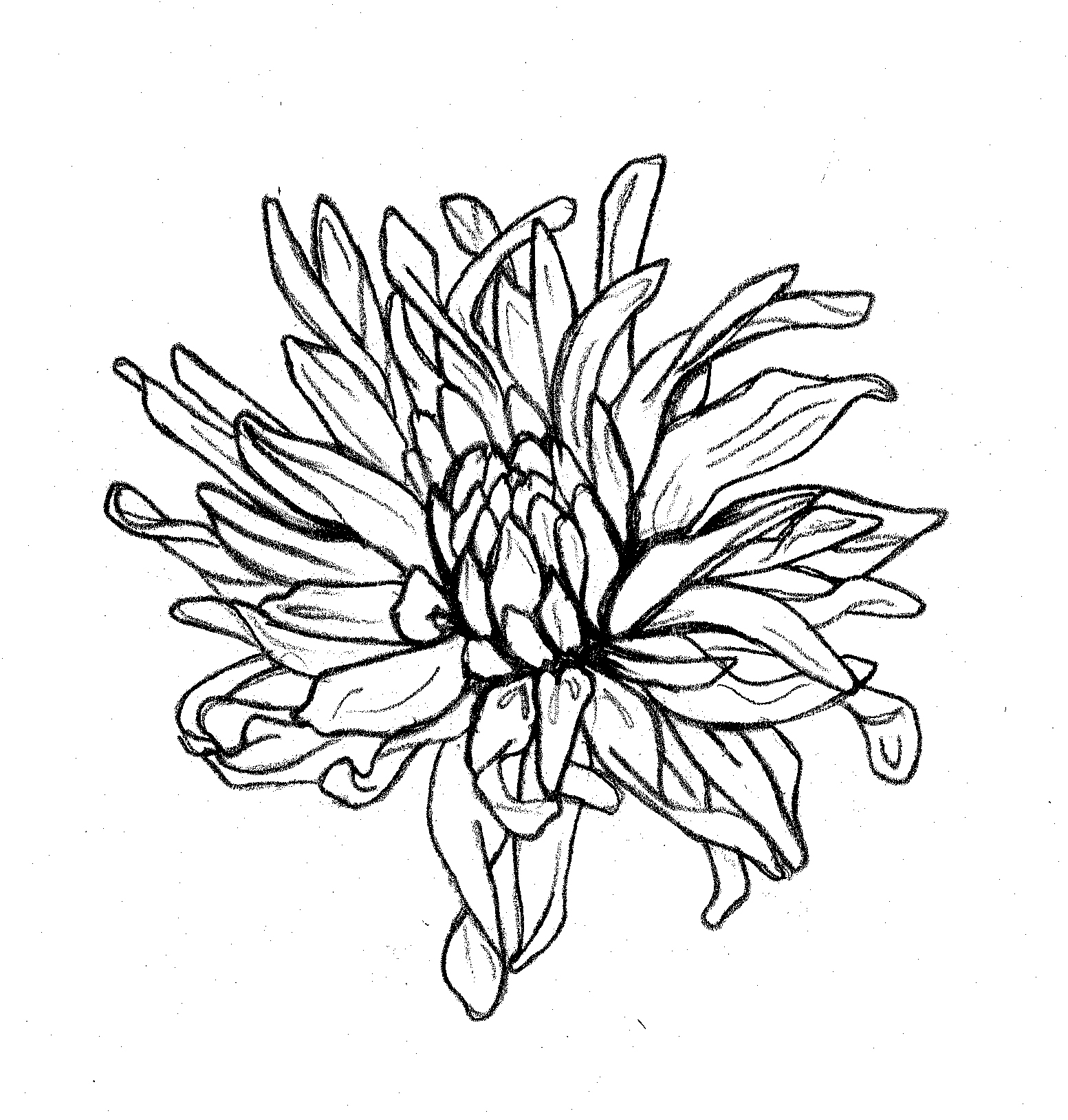 chrysanthemumdrawing.jpg