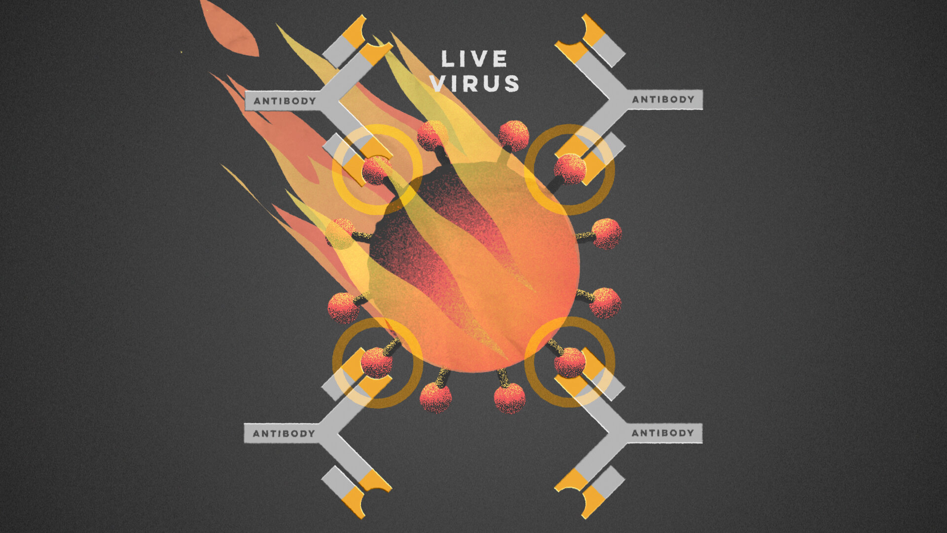 TED_Vaccines_12_AntibodiesLiveVirus.jpg