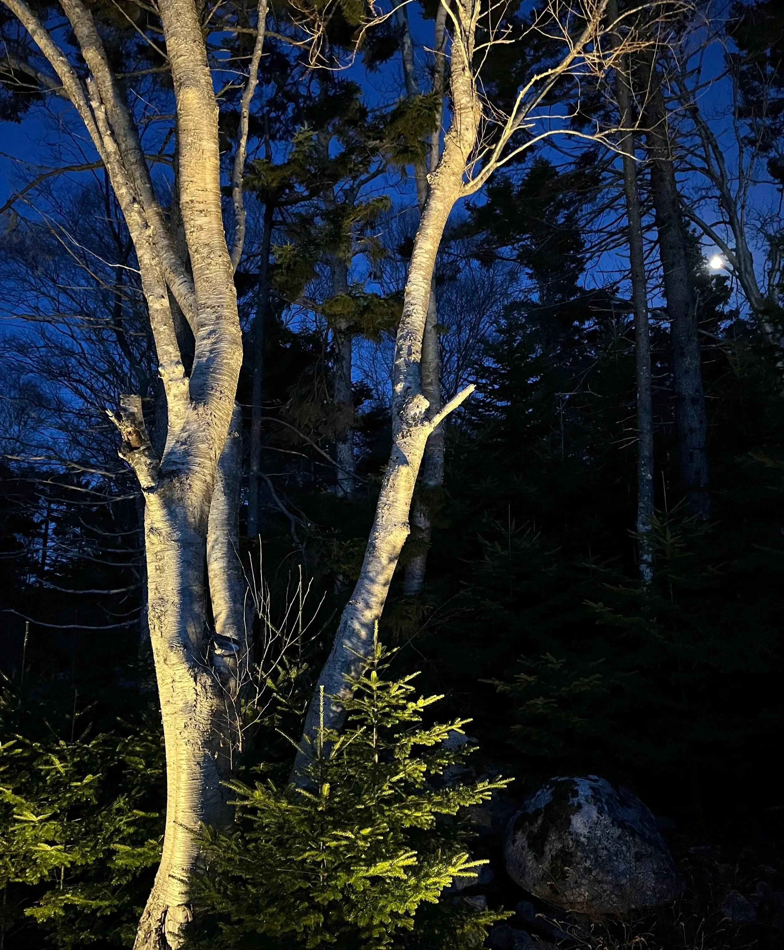 Positioning a fixture is a subtle science; evergreens and deciduous trees illuminate differently with the former reflecting and latter absorbing light.