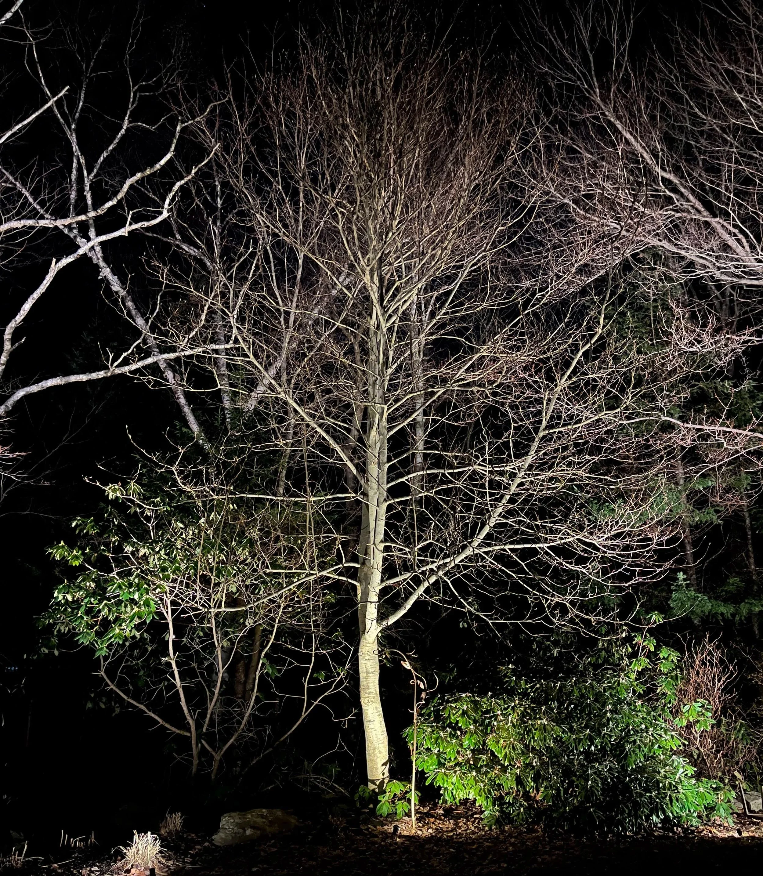 Illuminating mature forests considers carefully chosen & placed fixtures. This Hammonds Plains home was lit with only a few strong spots to highlight the complex branching of magnolia & rich rhodos along the property edge.