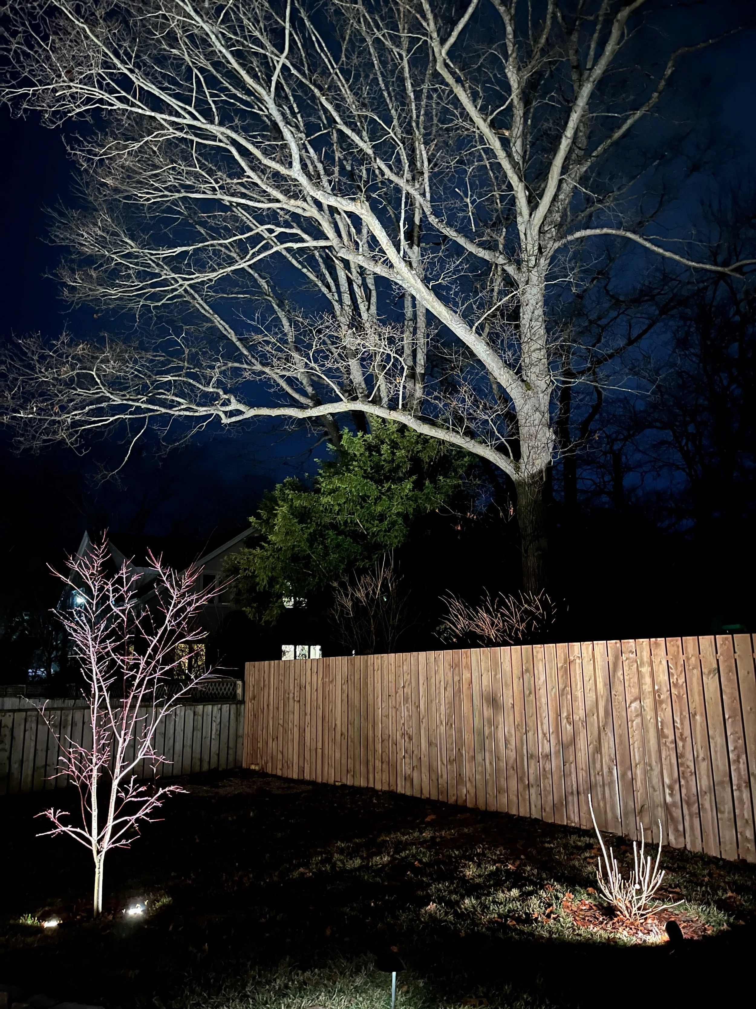 Leafless, trees reveal their intricate structure, especially when illuminated by low-voltage led. 