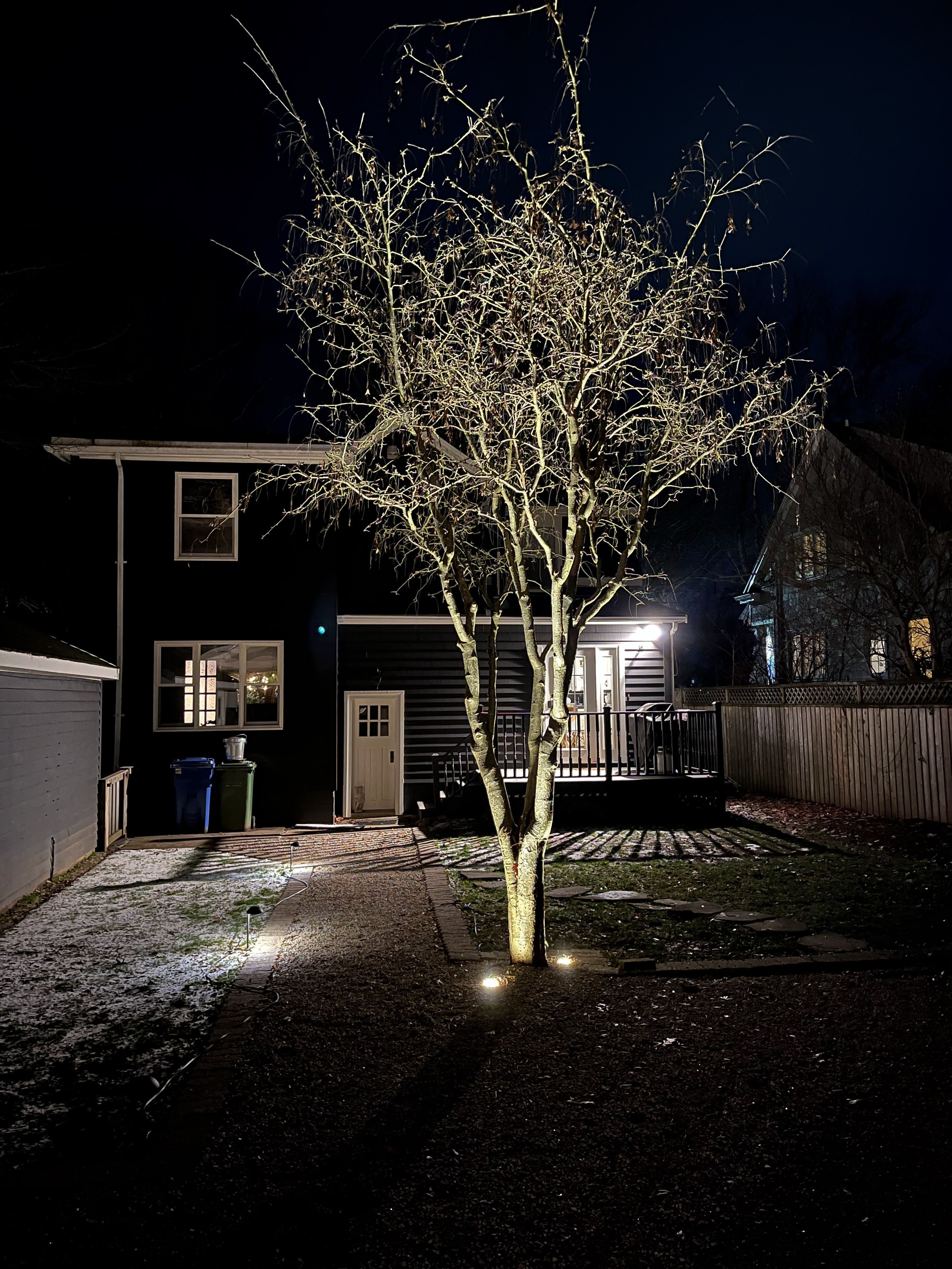 Even without its leaves the laburnum is stately, illuminated by two in-ground, shielded fixtures, an intersting feature looking from the inside the home.