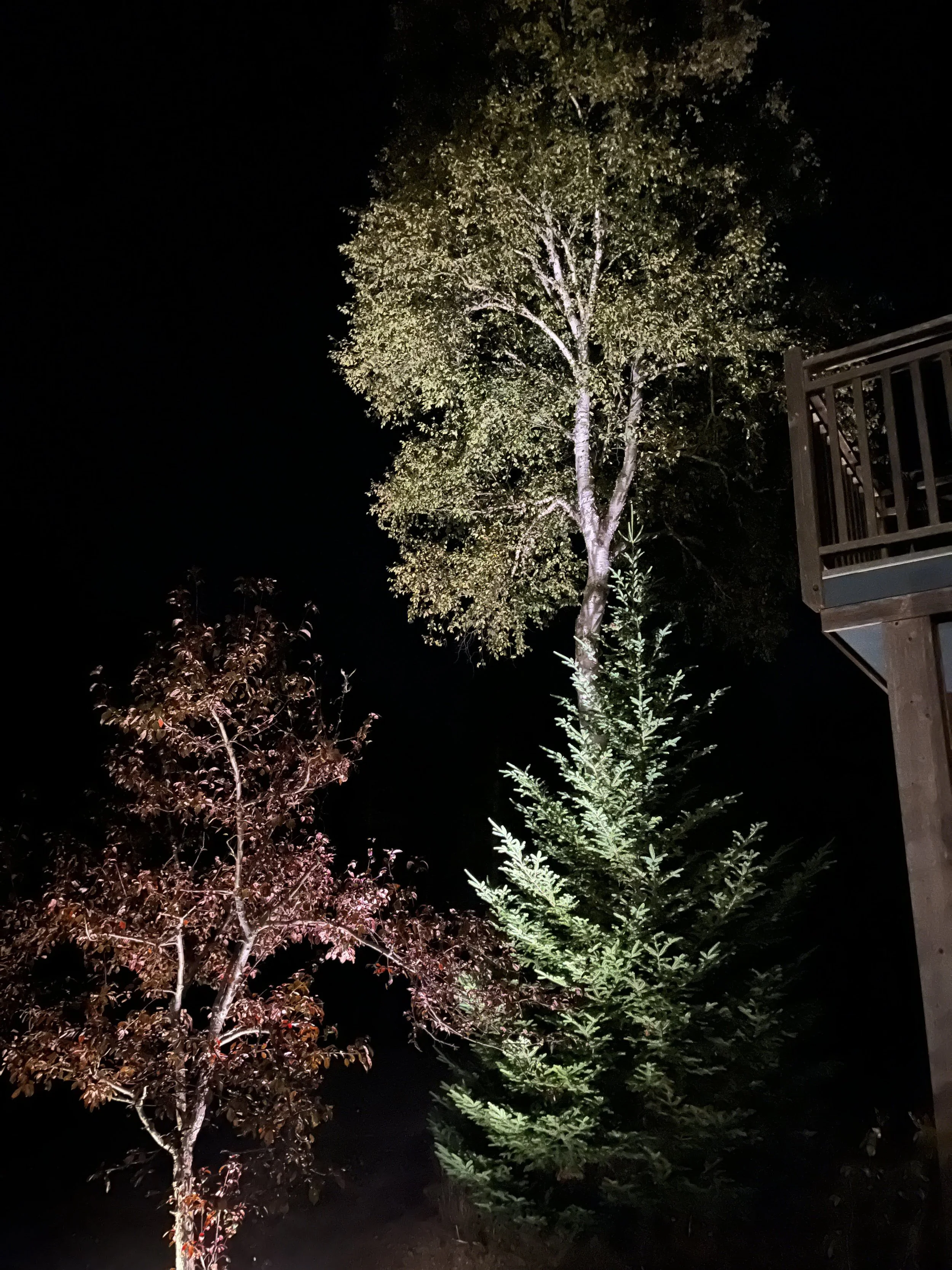 Experimenting with lighting placement, two spots were placed directly below this collection of ornamental & native trees. 