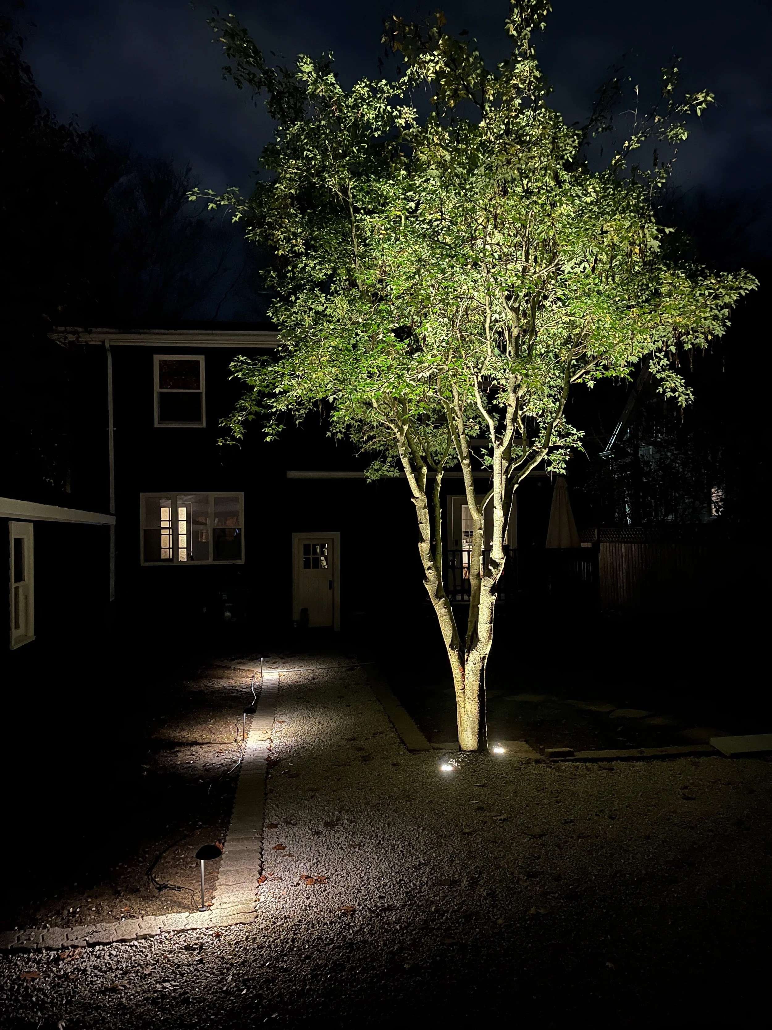 Sometimes i get the pleasure to retain, prune and highlight a feature tree on a property. Here the yard was extensively grubbed save this one liburnum, which i lit from belo as the showstopper the client never knew they had.