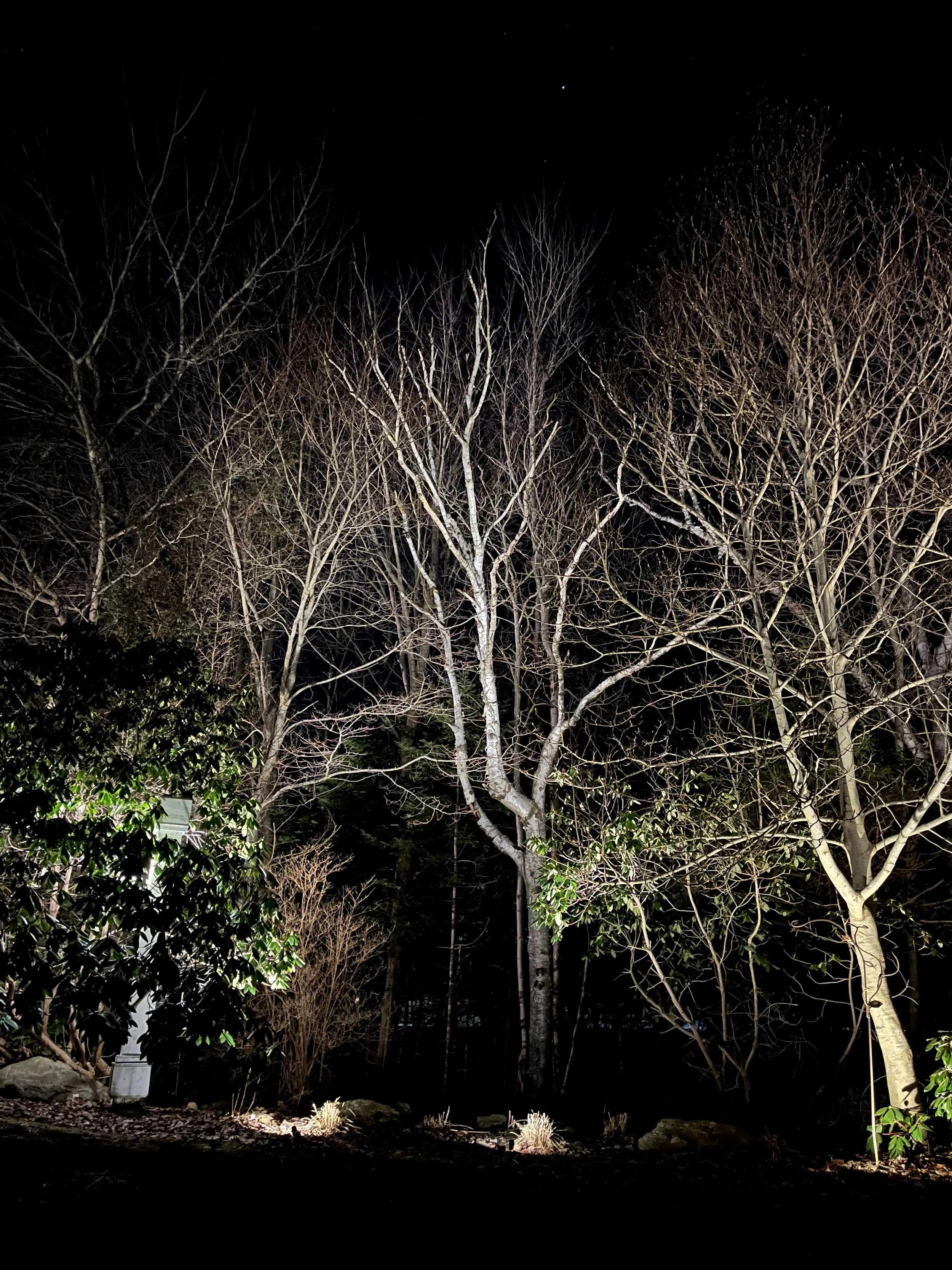 Native and ornamental trees are featured in the forest while a large rhodo is backlit for variety.