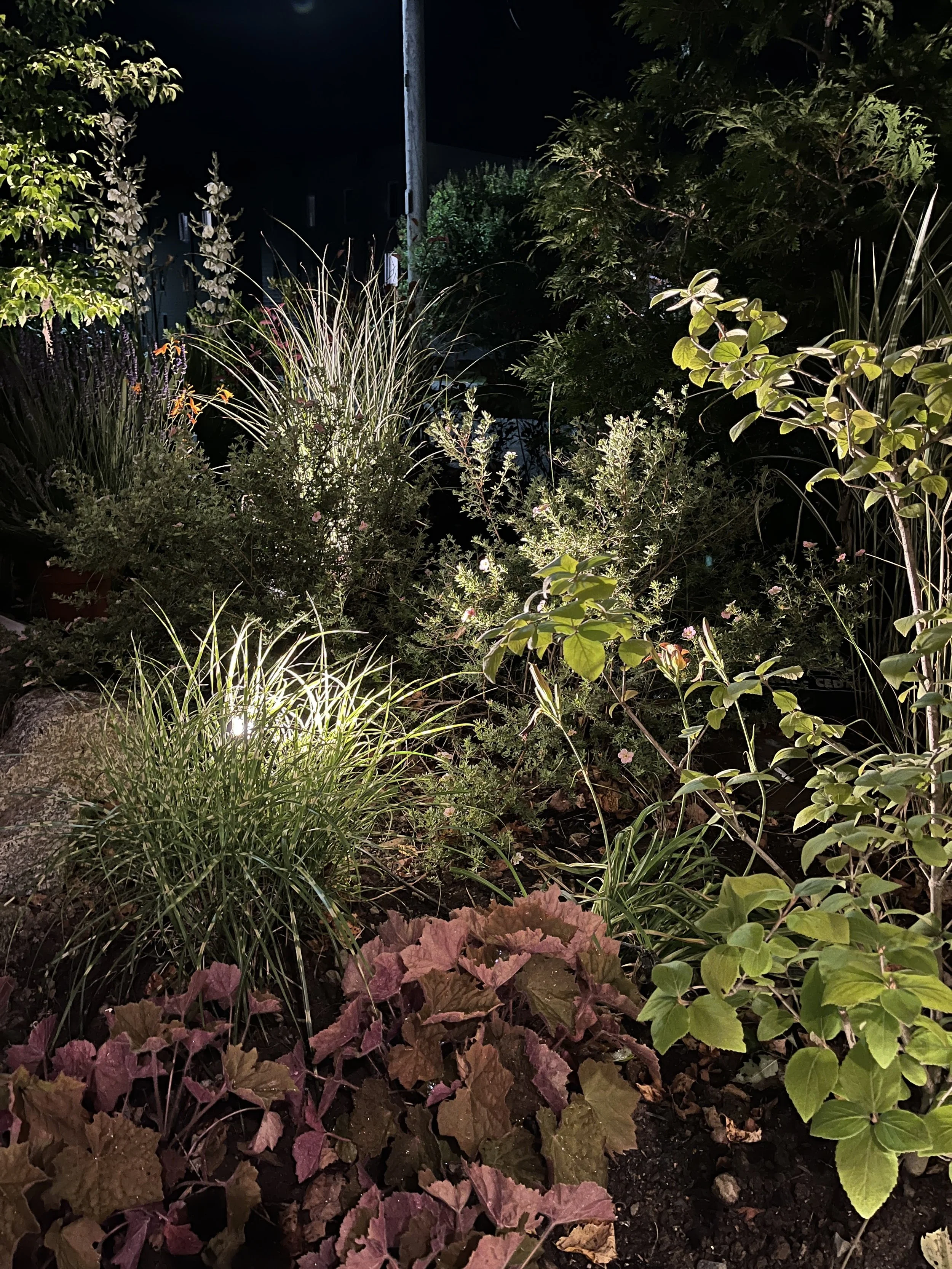 Landscape lighting reveals subtle variations in this border garden, highlighting the cumulus contrast of plant textures.
