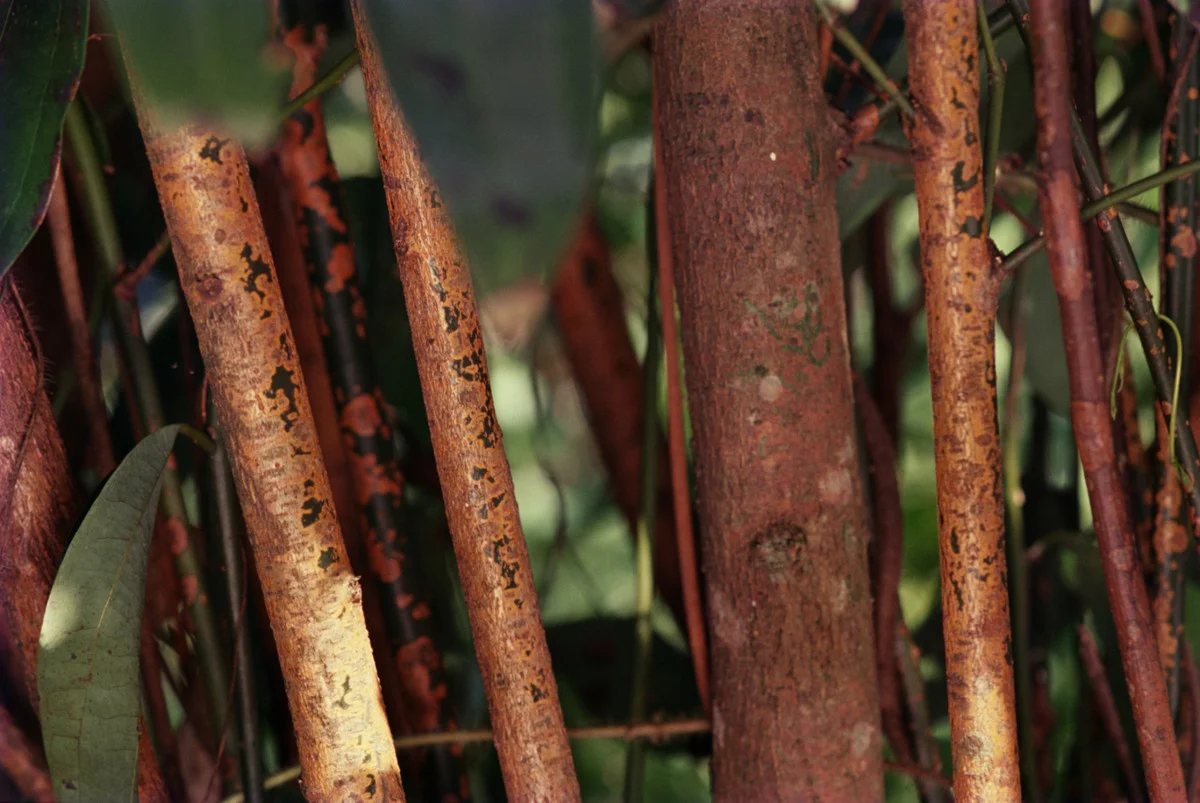 Cinnamon trees.jpg