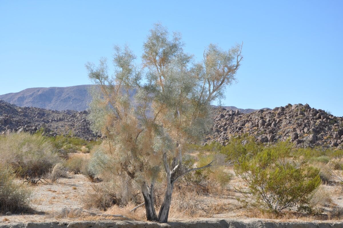 smoketree.jpg