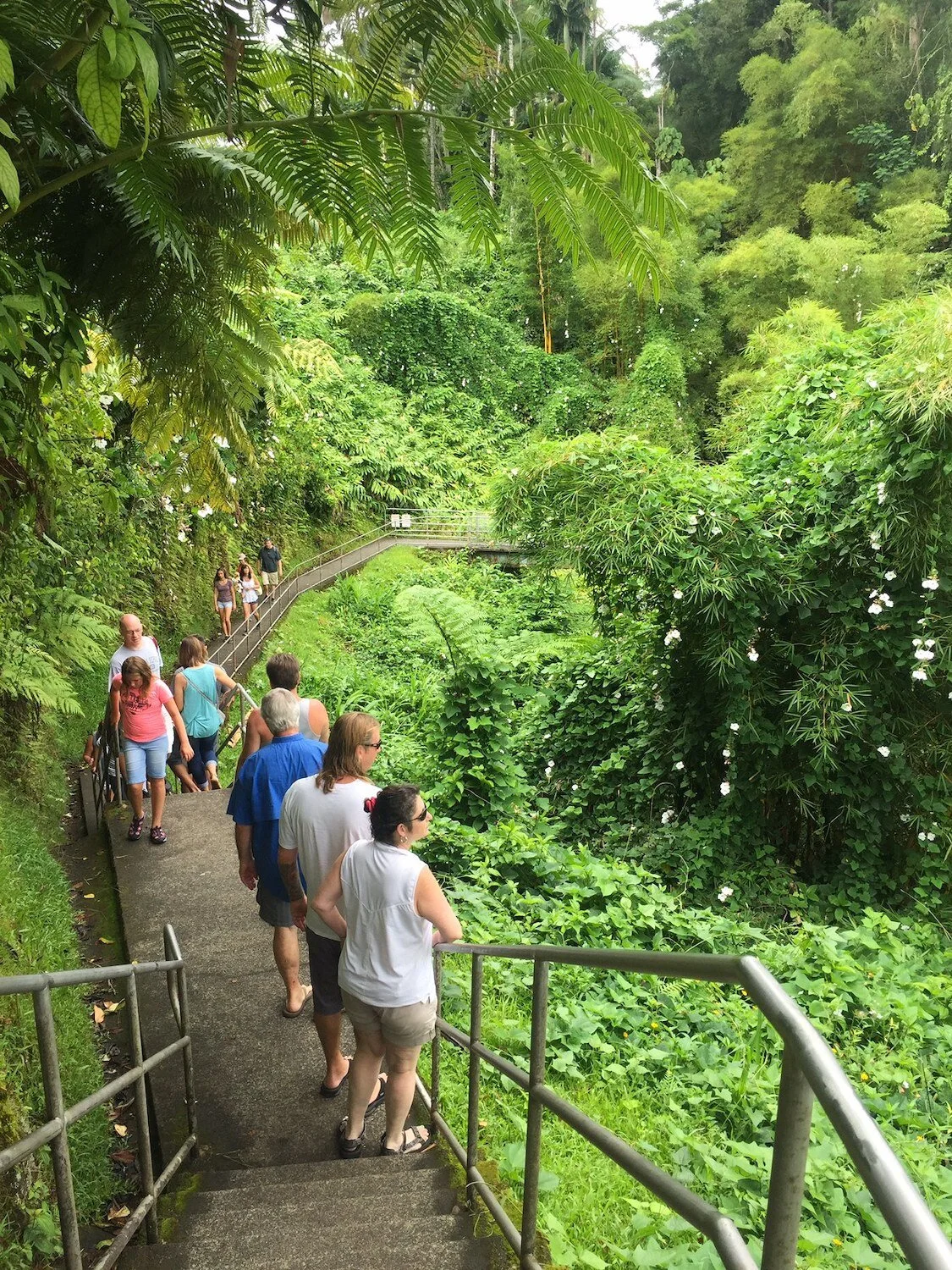 Trail to Akaka Falls