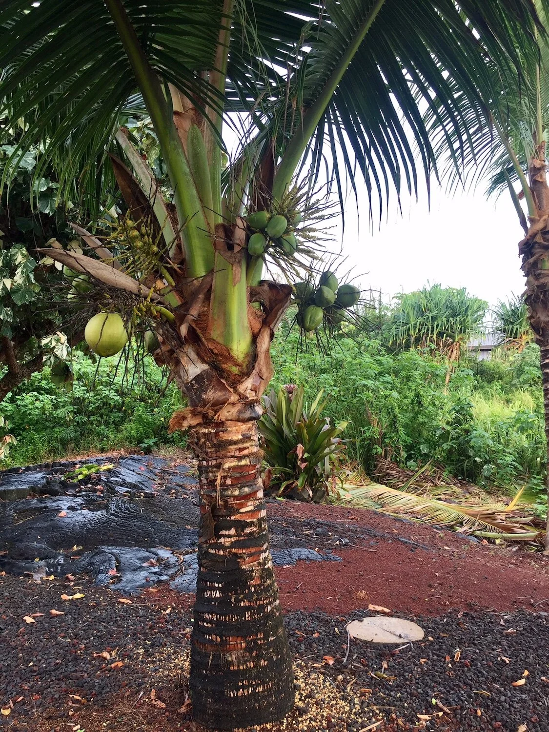 coconuts