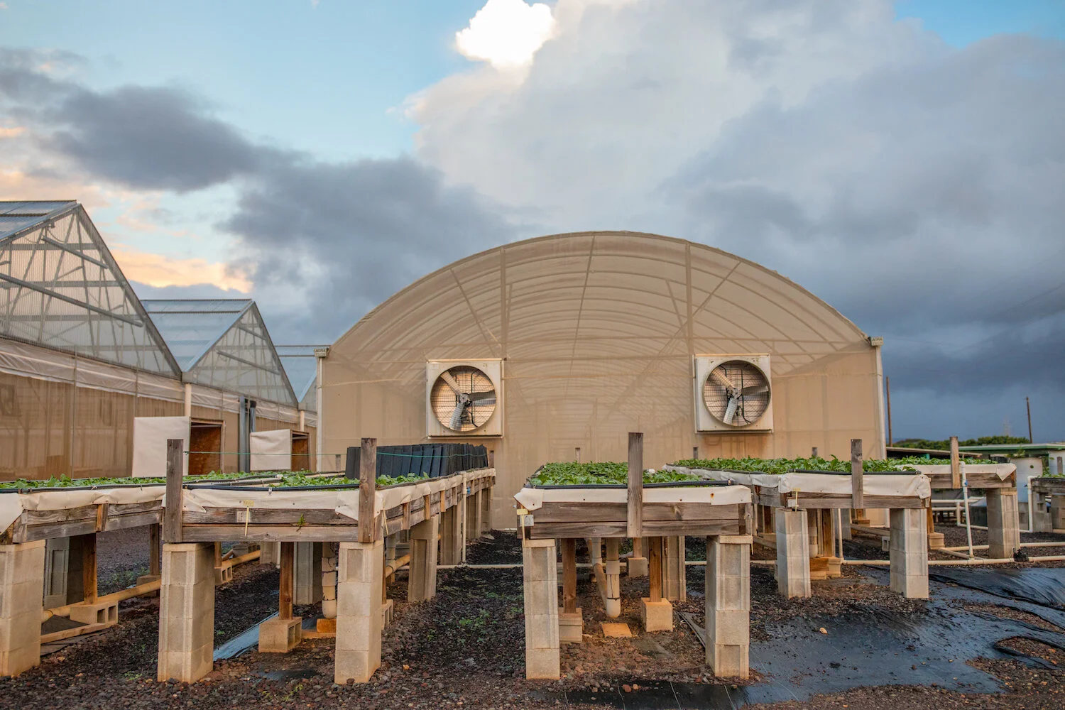 hydro-lettuce-station