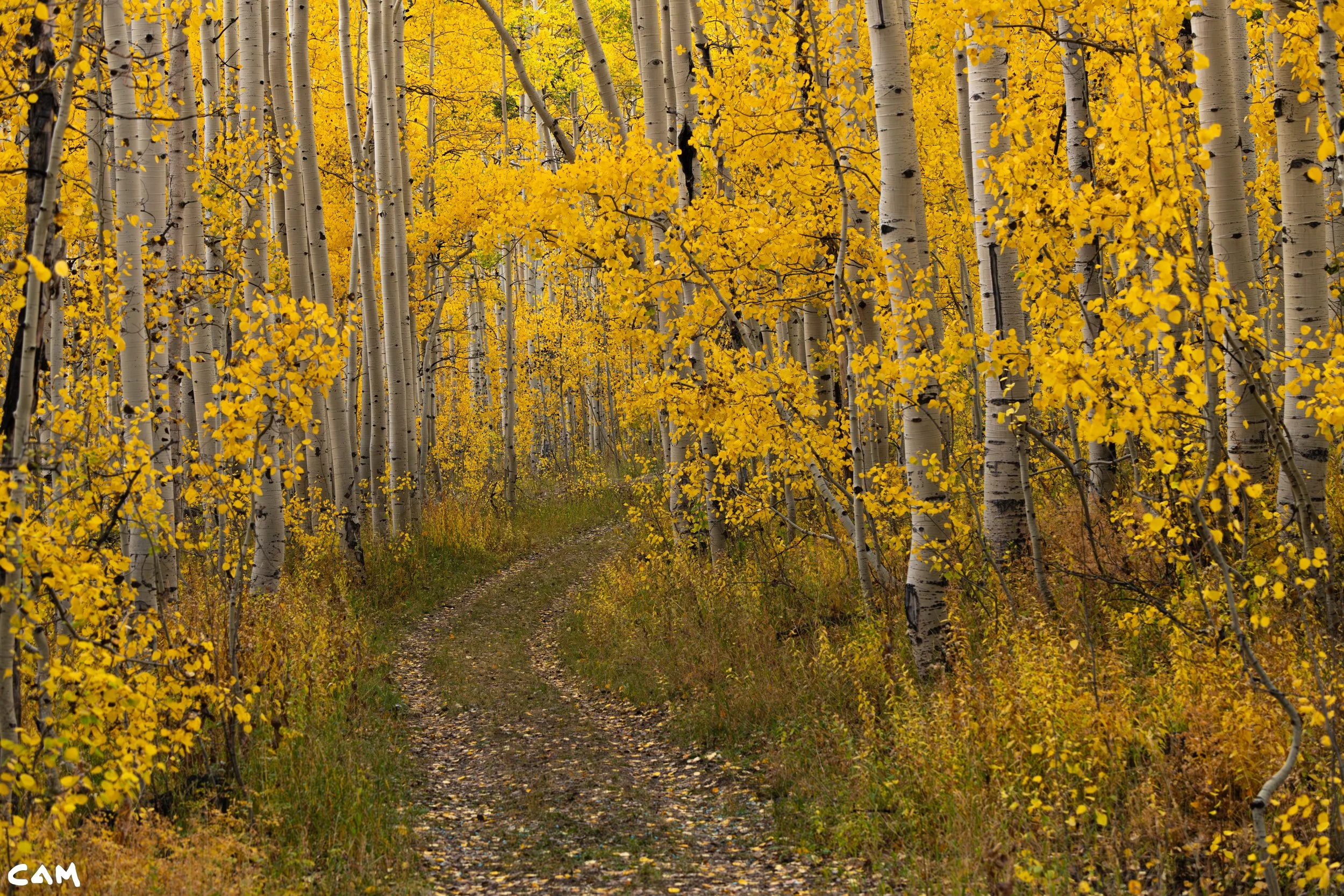 fall road