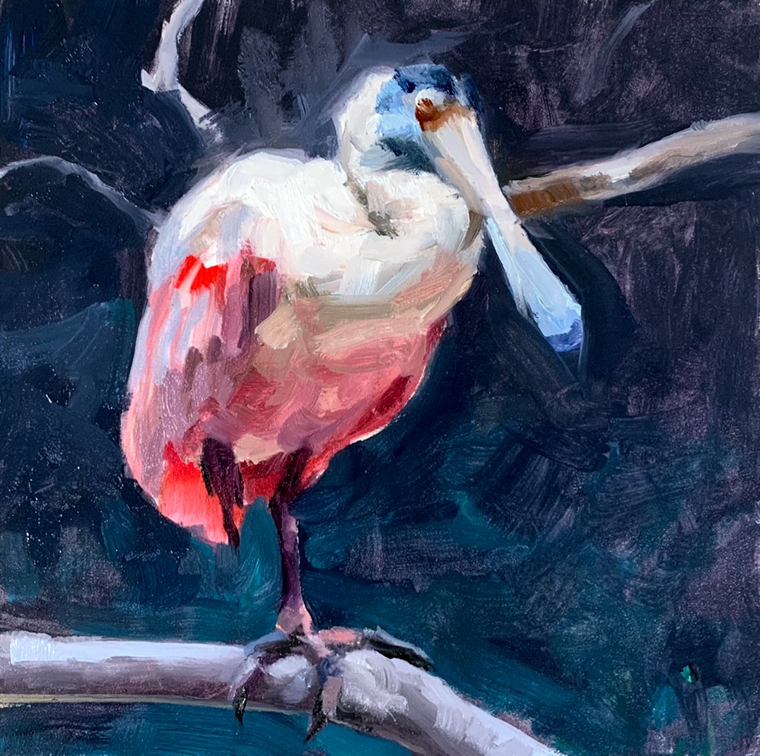Flamingo Wannabe (Roseate Spoonbill)