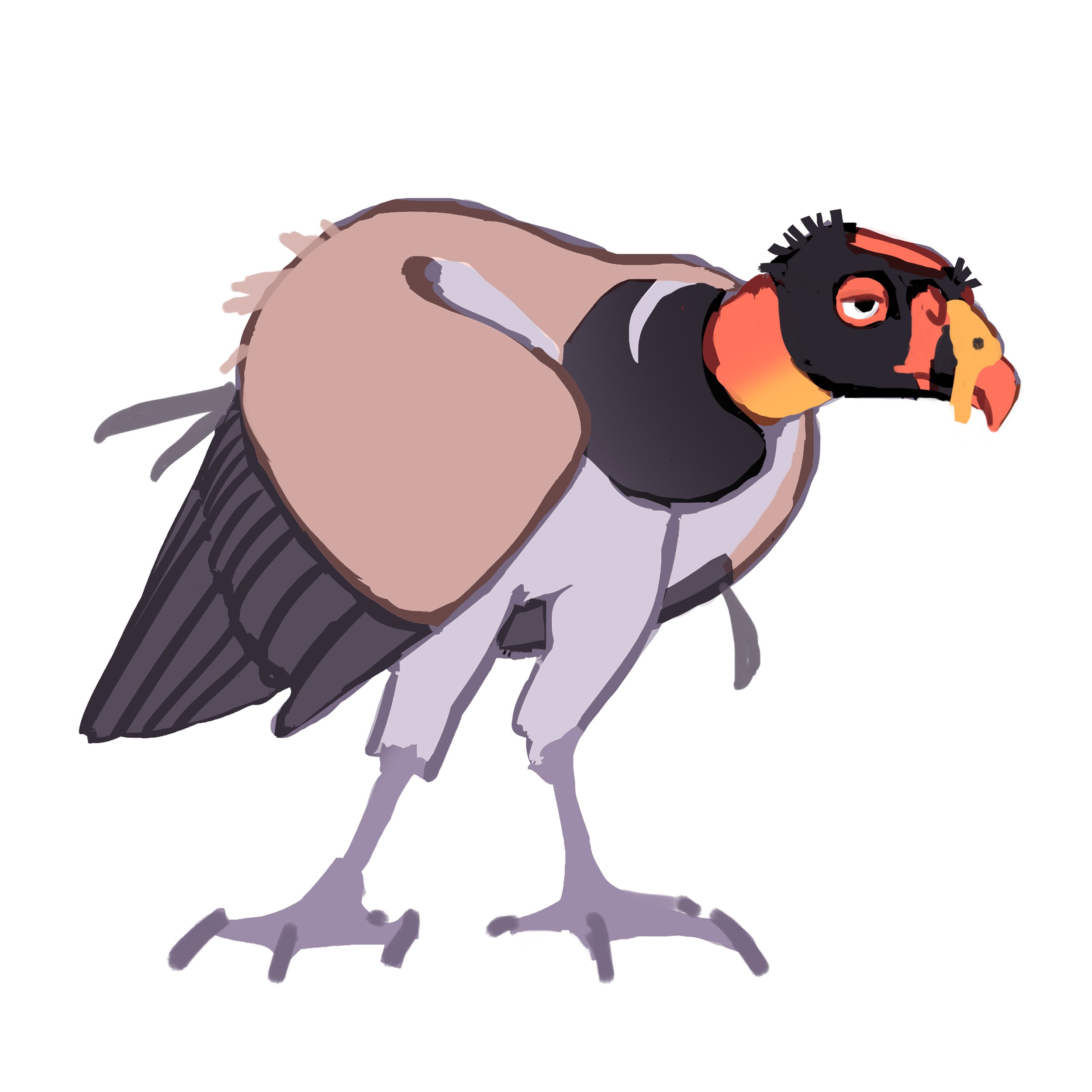 kingvultureguide2.jpg