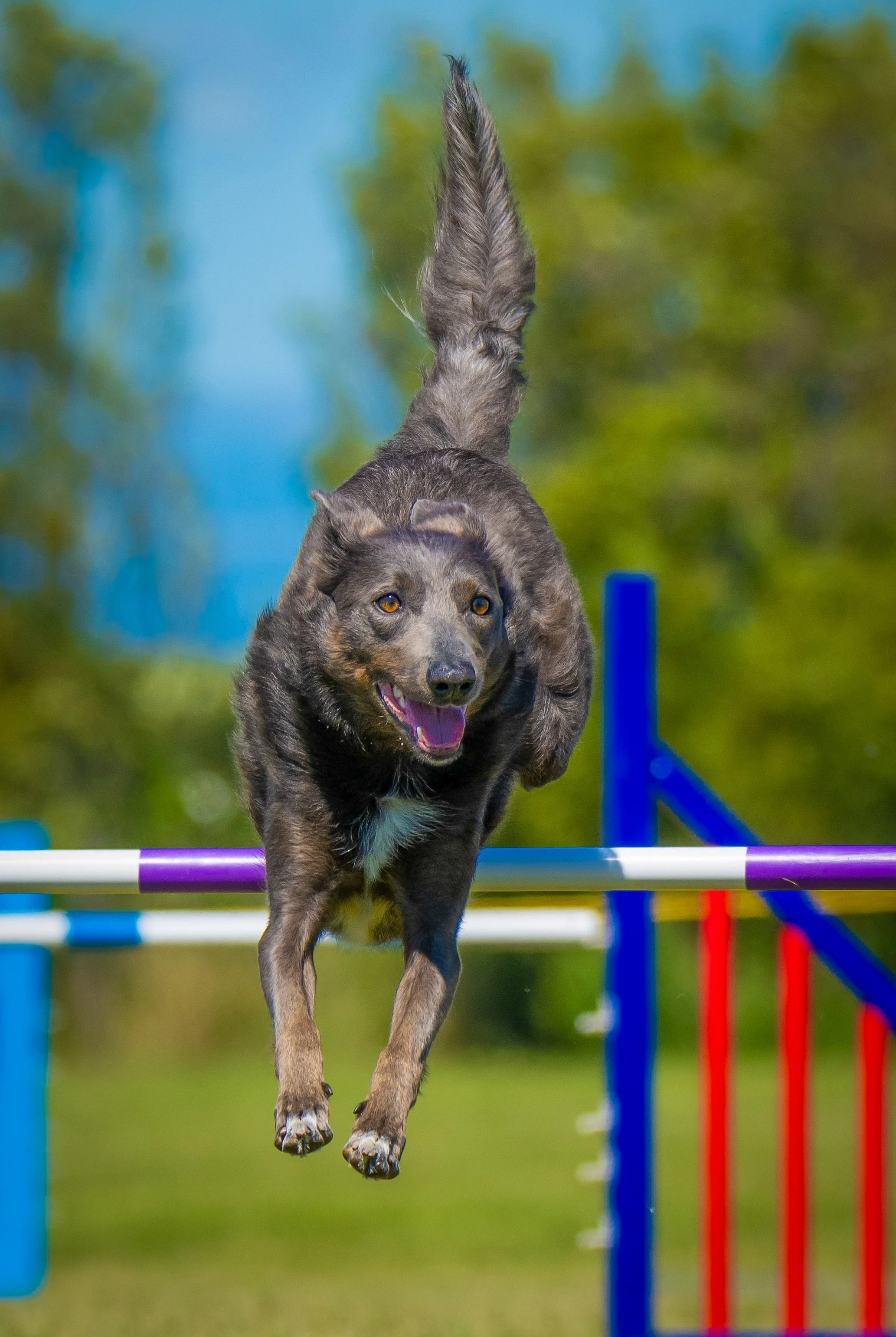 interview-with-willow-white-nelson-dog-training-club