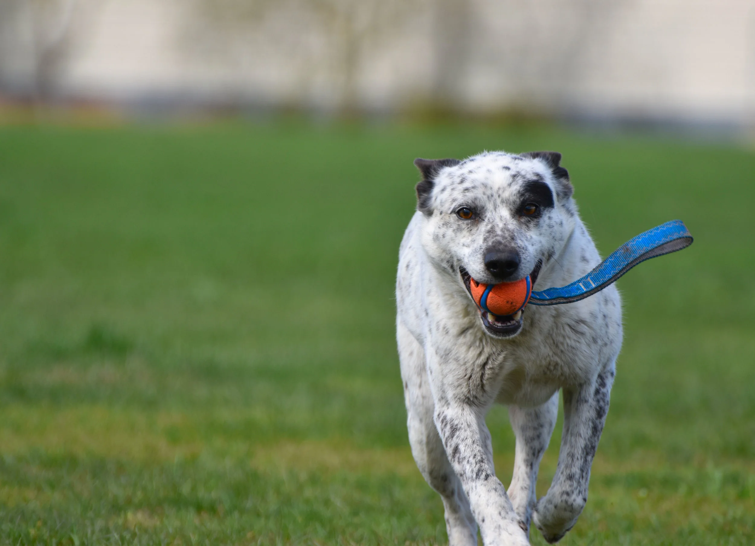 Go Home — NELSON DOG TRAINING CLUB