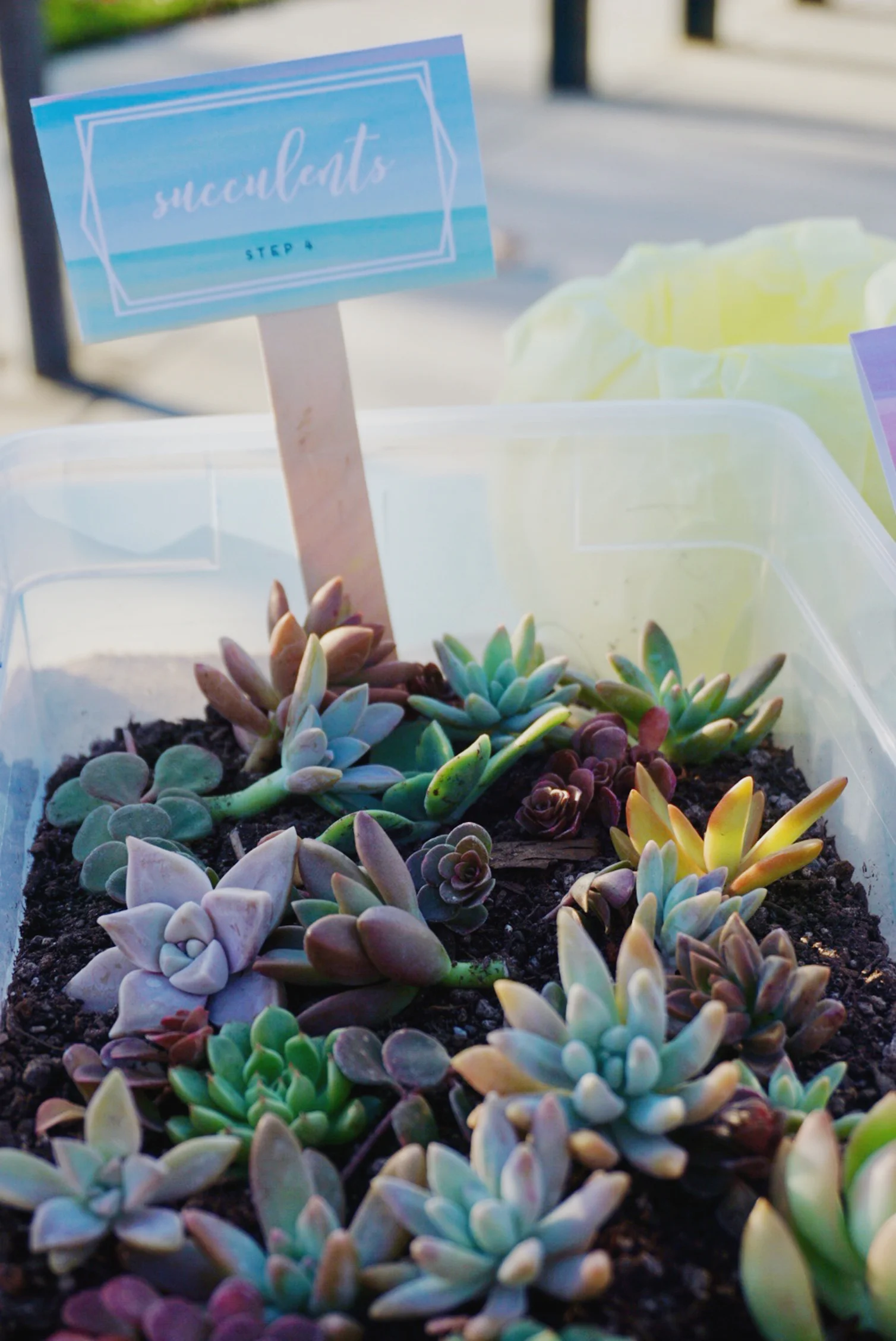 succulentscloseup.jpg