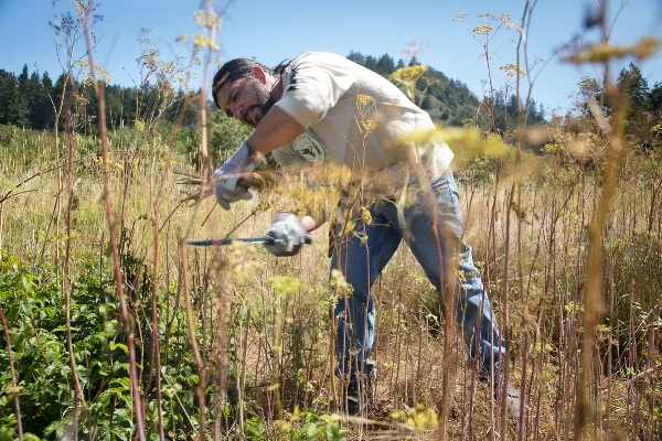 Abran Lopez removes invasive poison hemlock from Quiroste Valley. Photo courtesy Richard Morgenstein.