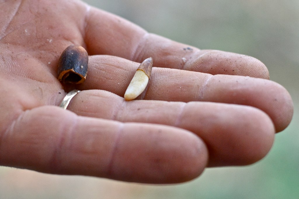 Grey Pine seed. Photo curtesy of Camille Kaplan.