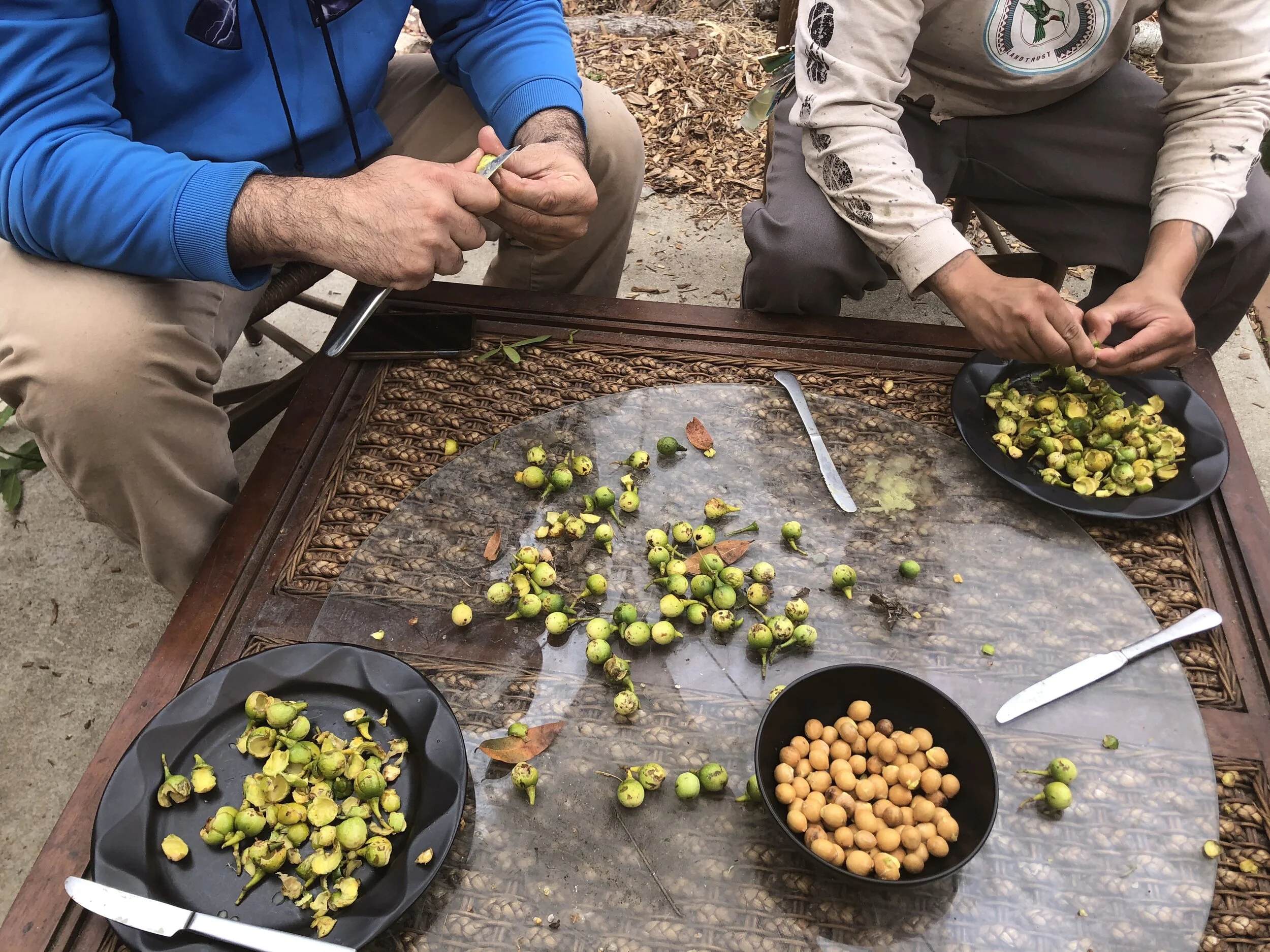 NSC members processing bay nuts harvested from Quiroste Valley