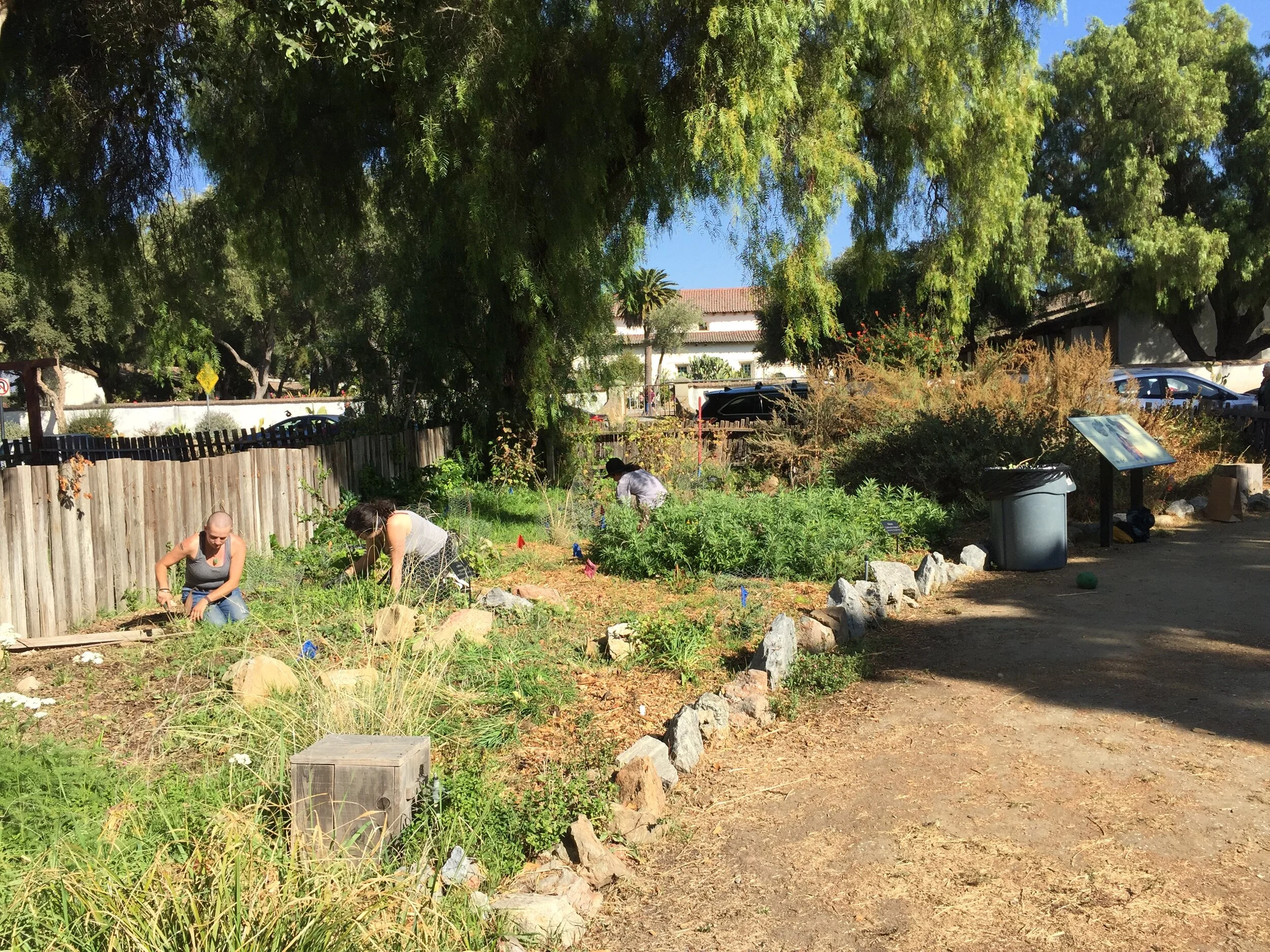 San Juan Bautista Amah Mutsun Garden Work Day 