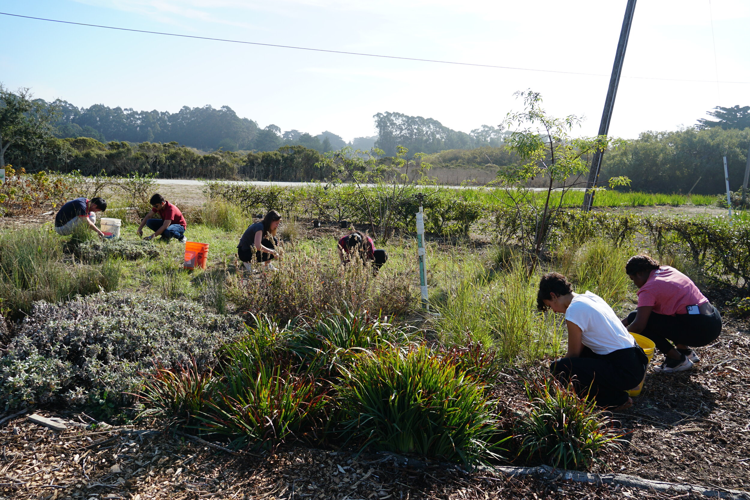 Pie Ranch Amah Mutsun Garden Work Day 
