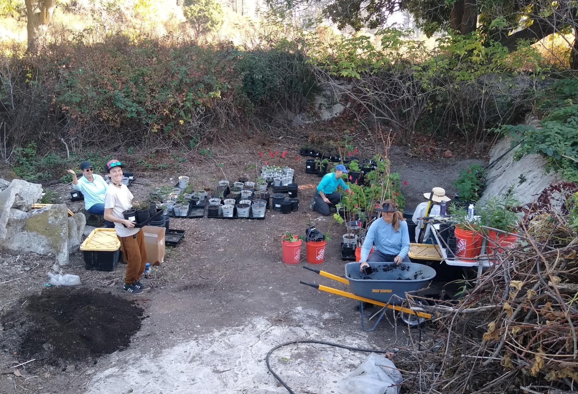   AMLT Native Plant Program Volunteer Team members plant and tend shrubs and herbs in the remnants of an historic pond / swimming pool repurposed as nursery space at Cascade Ranch, November 2023.   