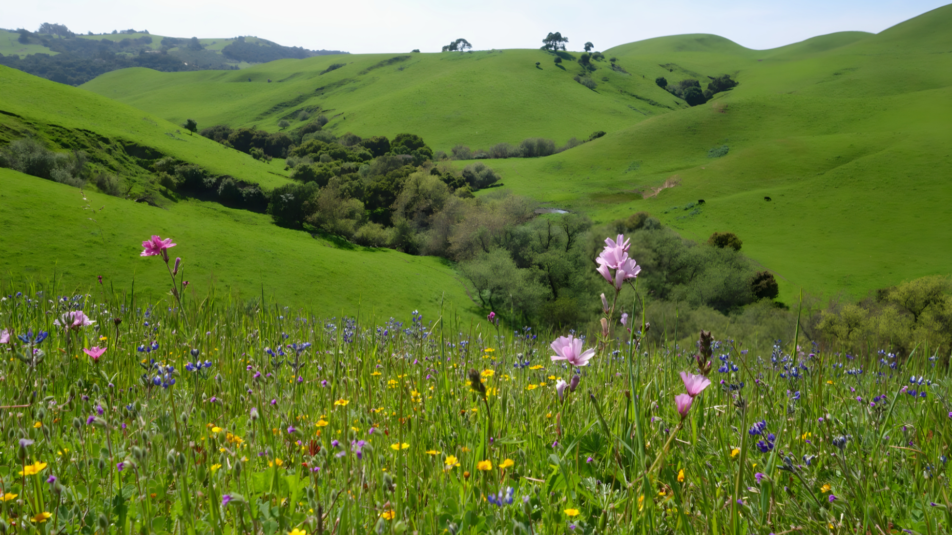 March 2026 eNewsletter - Honoring a Time of Awakening