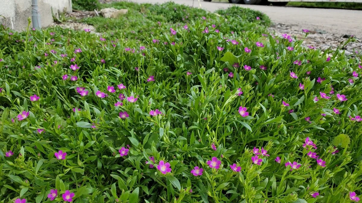 Spring 2025 eNewsletter - Spring Equinox