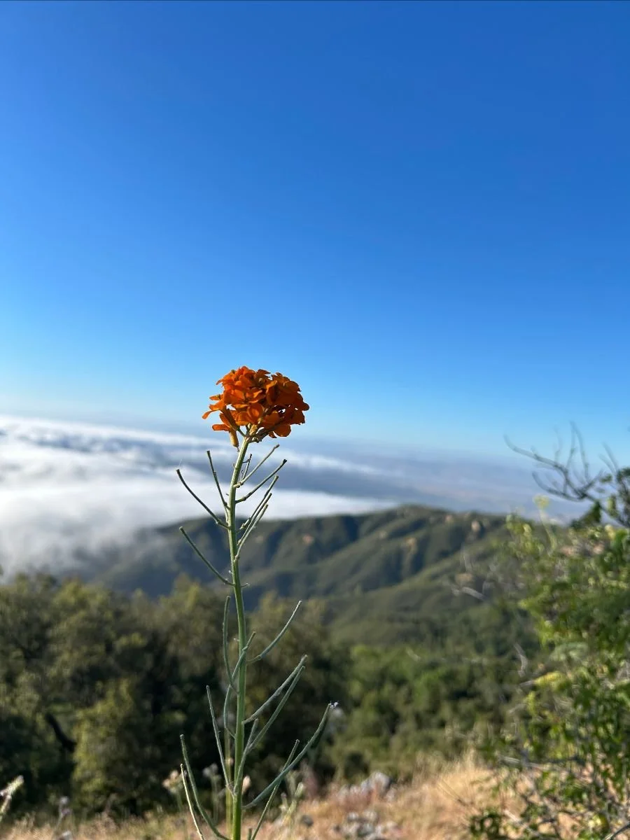 Summer 2024 eNewsletter - Summer Solstice