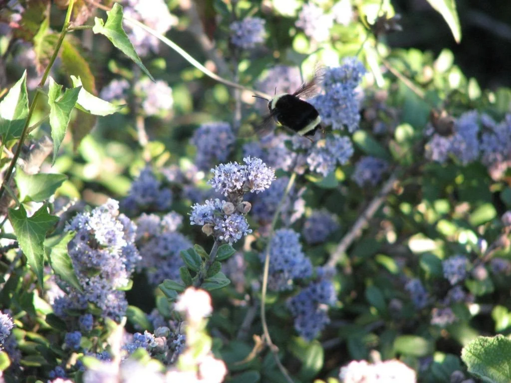 Spring 2024 eNewsletter - Spring Equinox