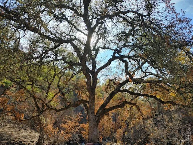 Fall 2021 eNewsletter - Fall Equinox