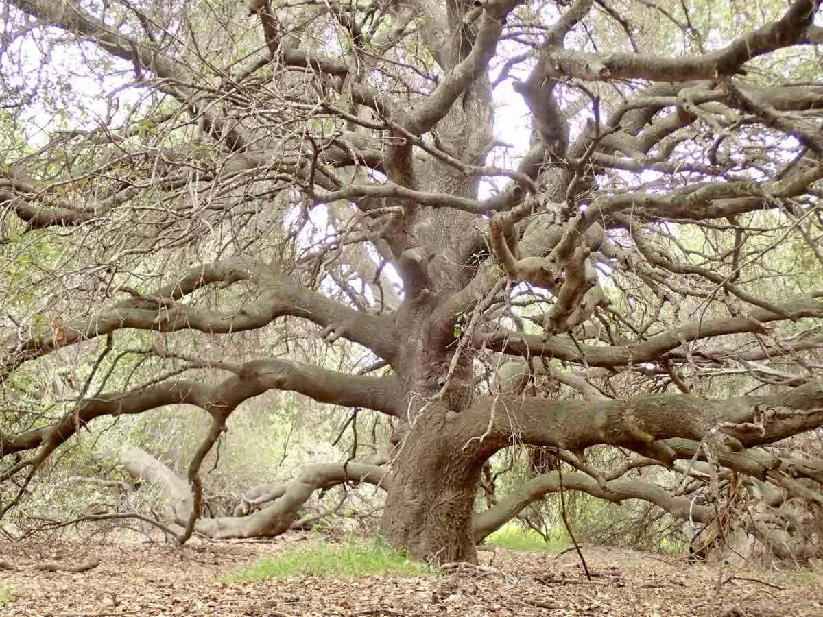 NL-F'24 ETHNOBOTANY STORIES — Amah Mutsun Land Trust