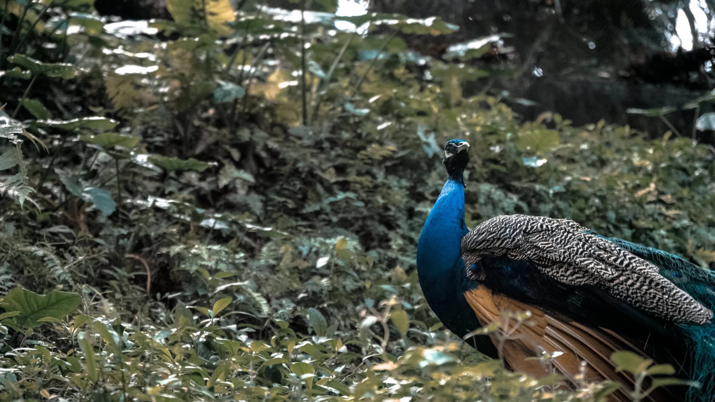 peacock.jpg
