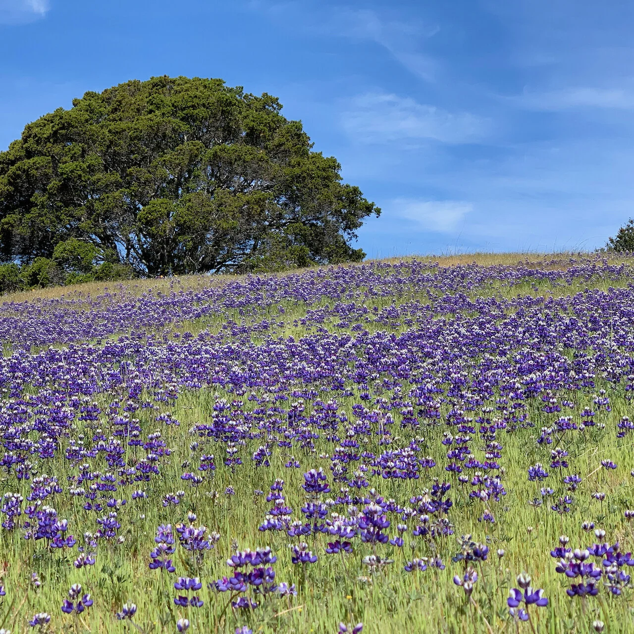 hillside lupine - 1.jpeg