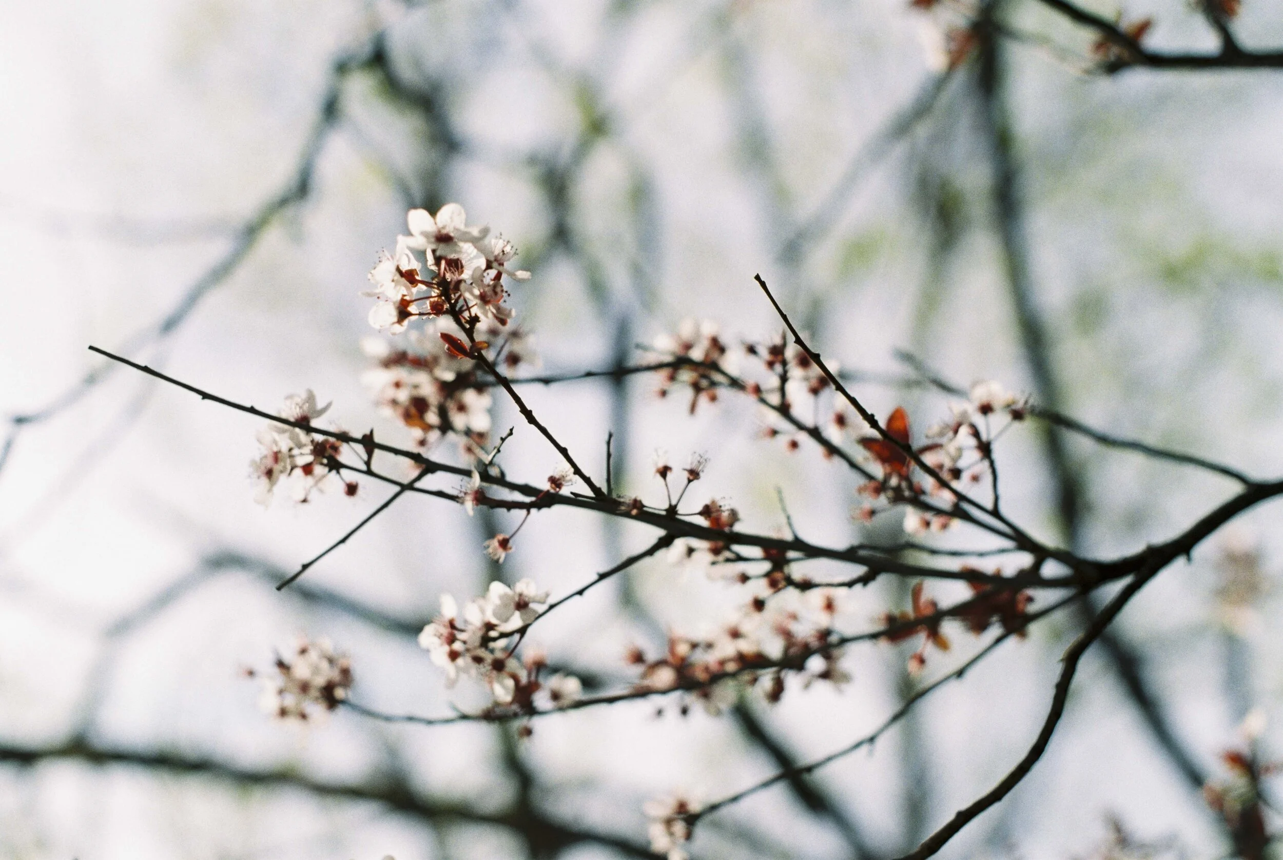 The first taste of spring