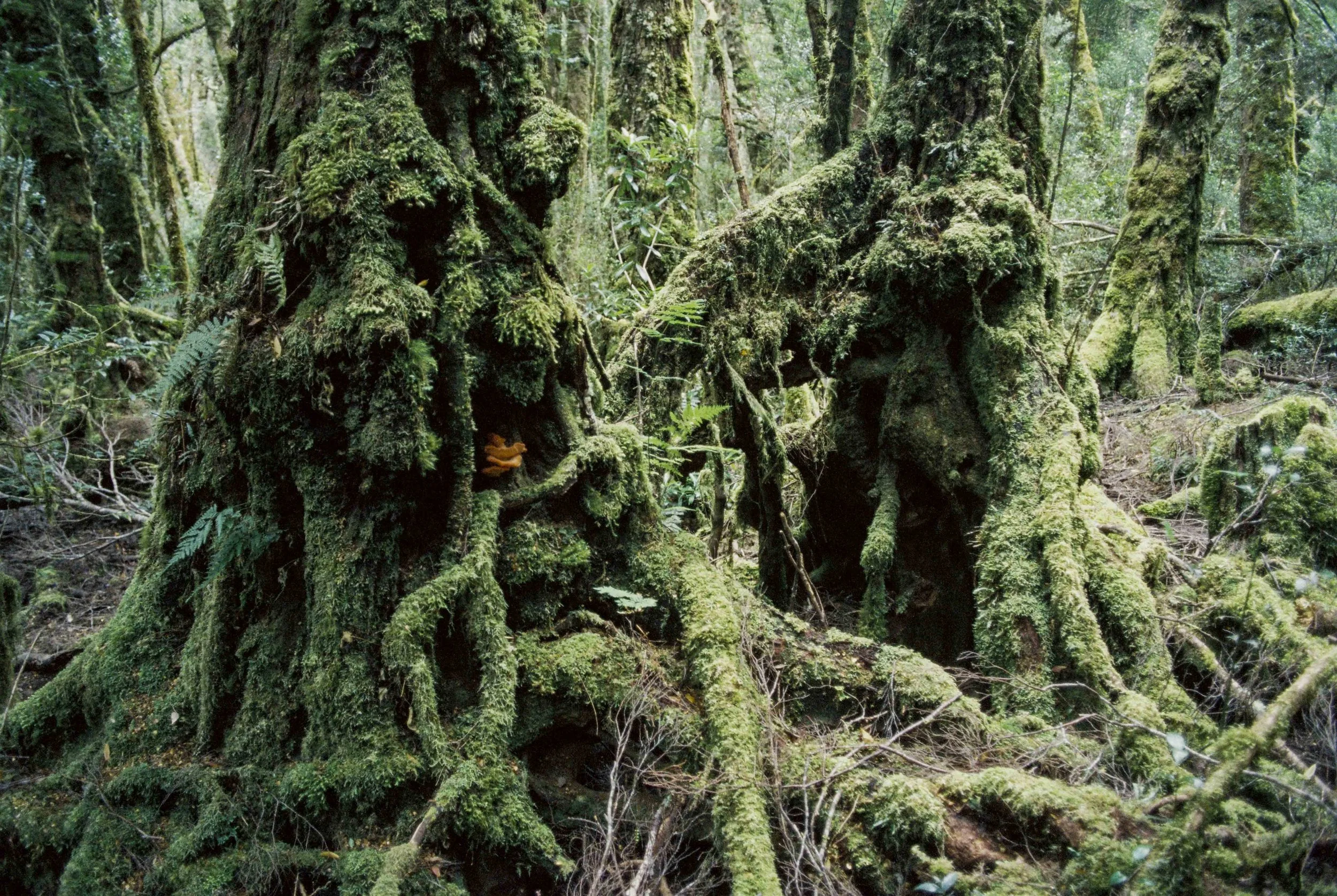 Tales of ents and elves...