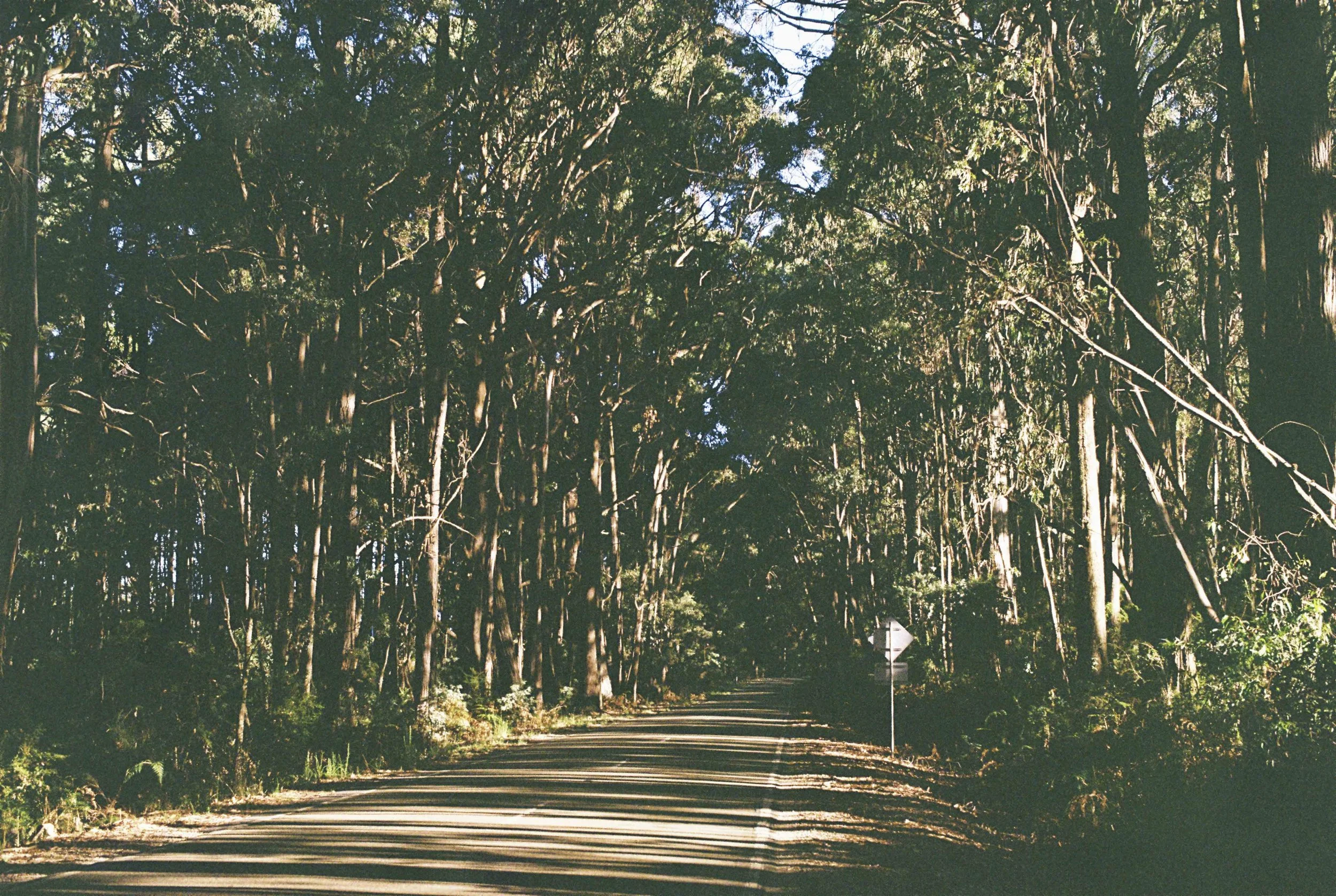 The Panther of Tolmie