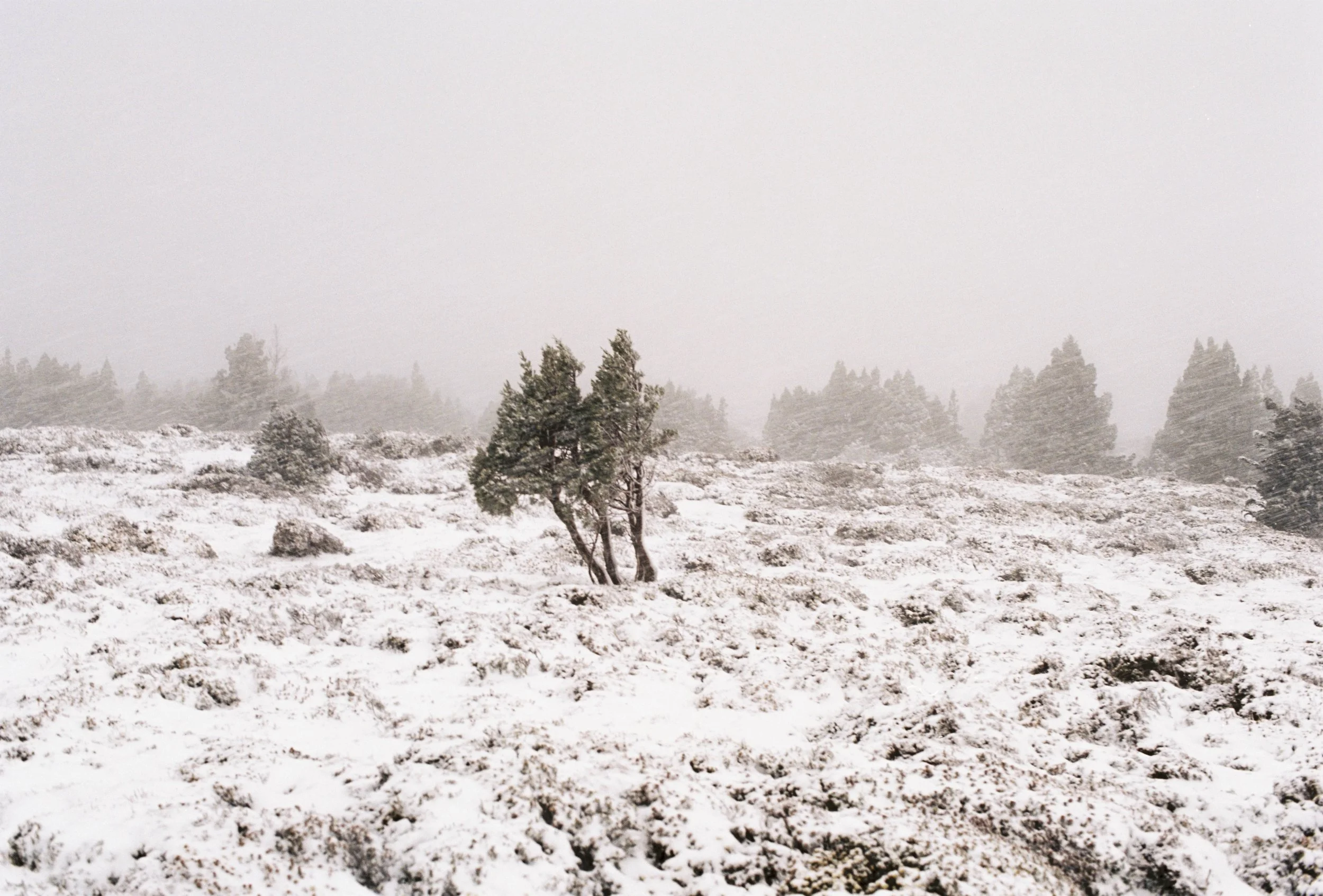 The wise one remembers...