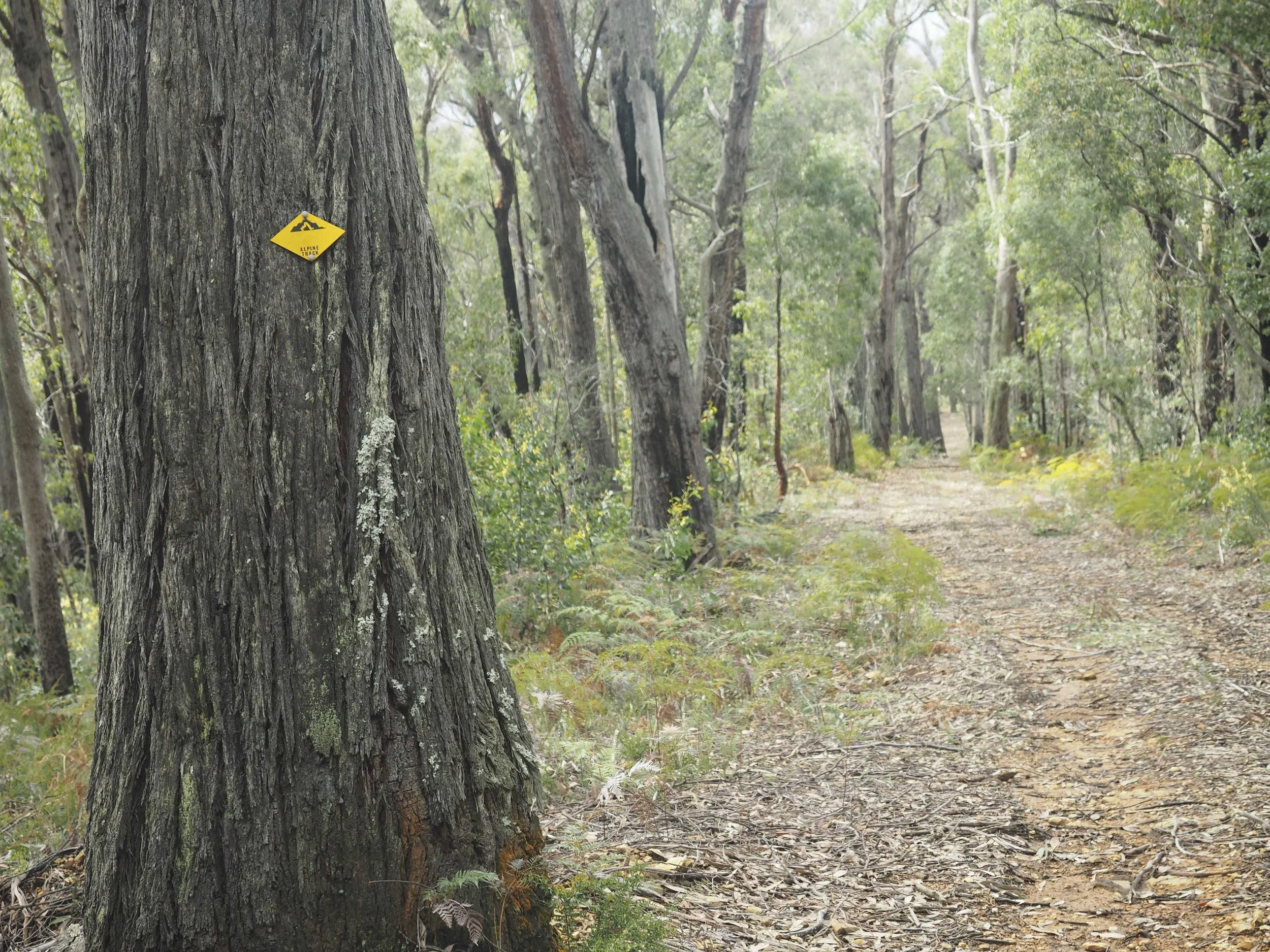 Chapter VI: An Unexpected Error