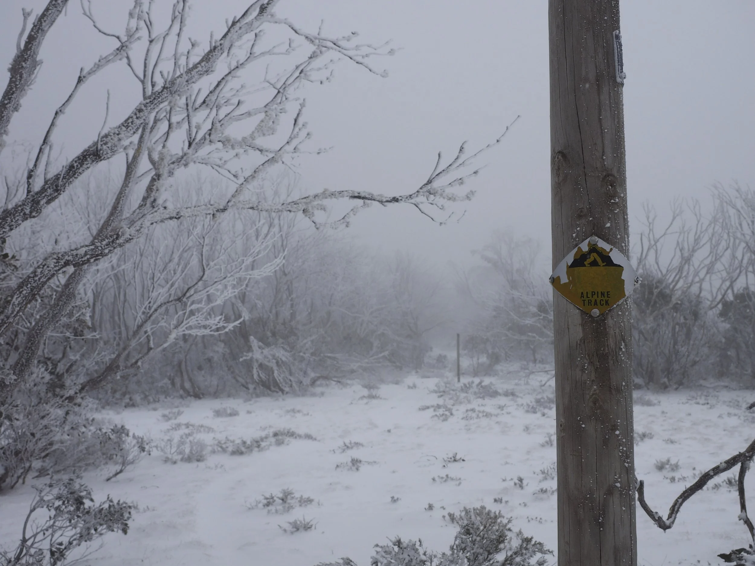 Blizzard on the Bogong High Plains